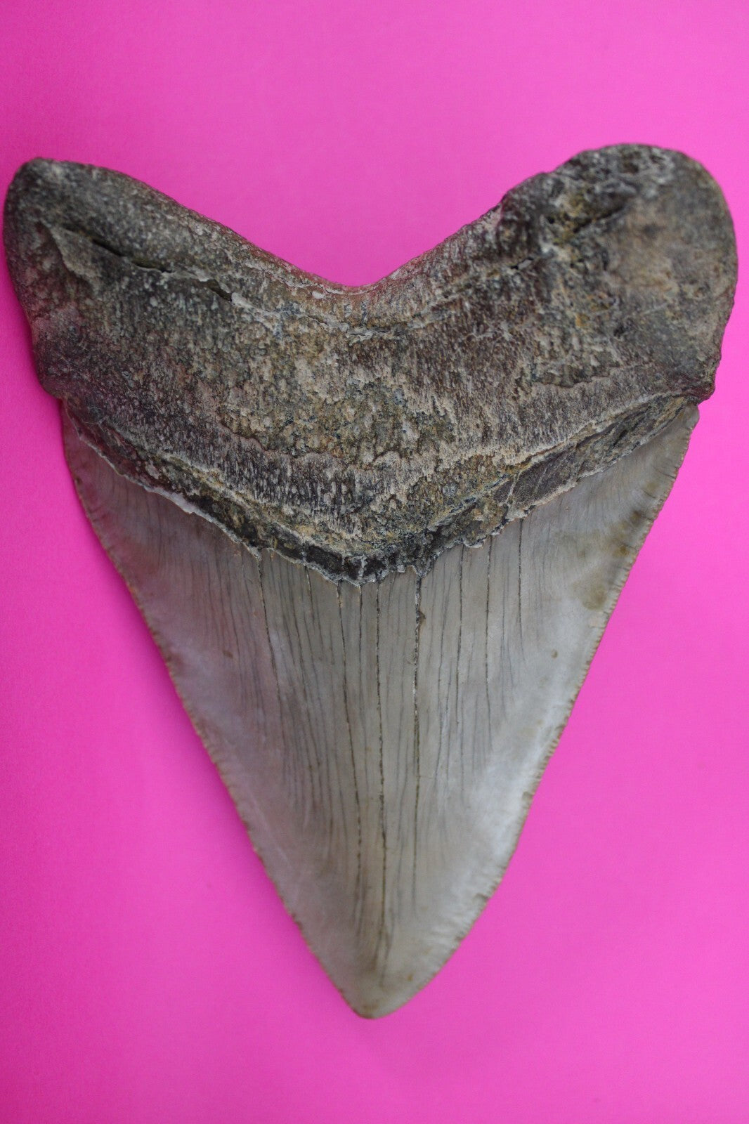 Authentic Megalodon Shark Tooth 4.56 Inch 188 Grams Fossil Dinosaur Girl COA M15