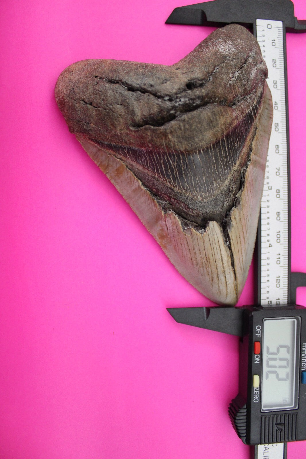 Authentic Megalodon Shark Tooth 4.56 Inch 188 Grams Fossil Dinosaur Girl COA M15