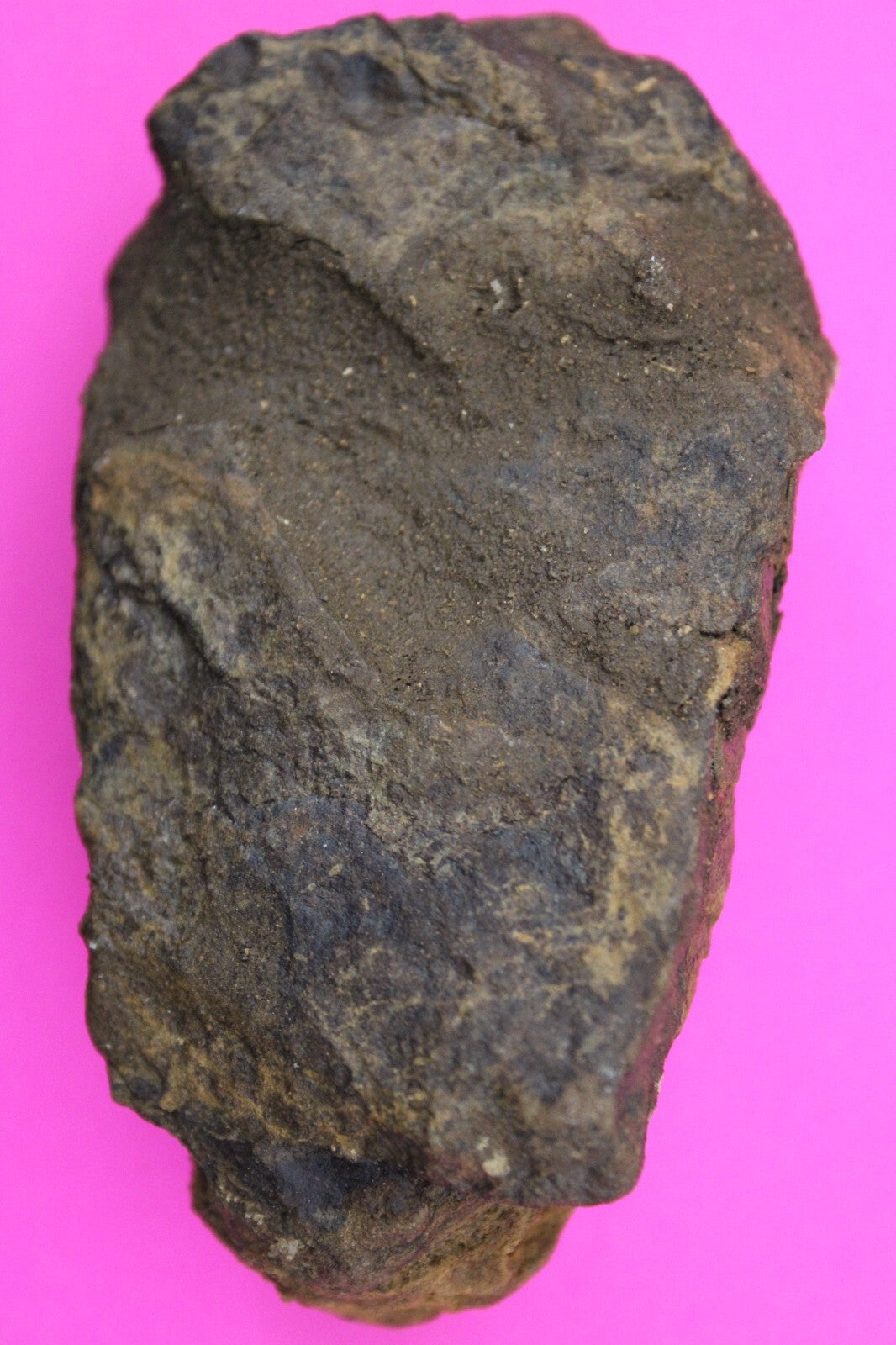 Authentic Trilobite Fossil 450 Million Years Old Genuine Dinosaur Girl COA 43