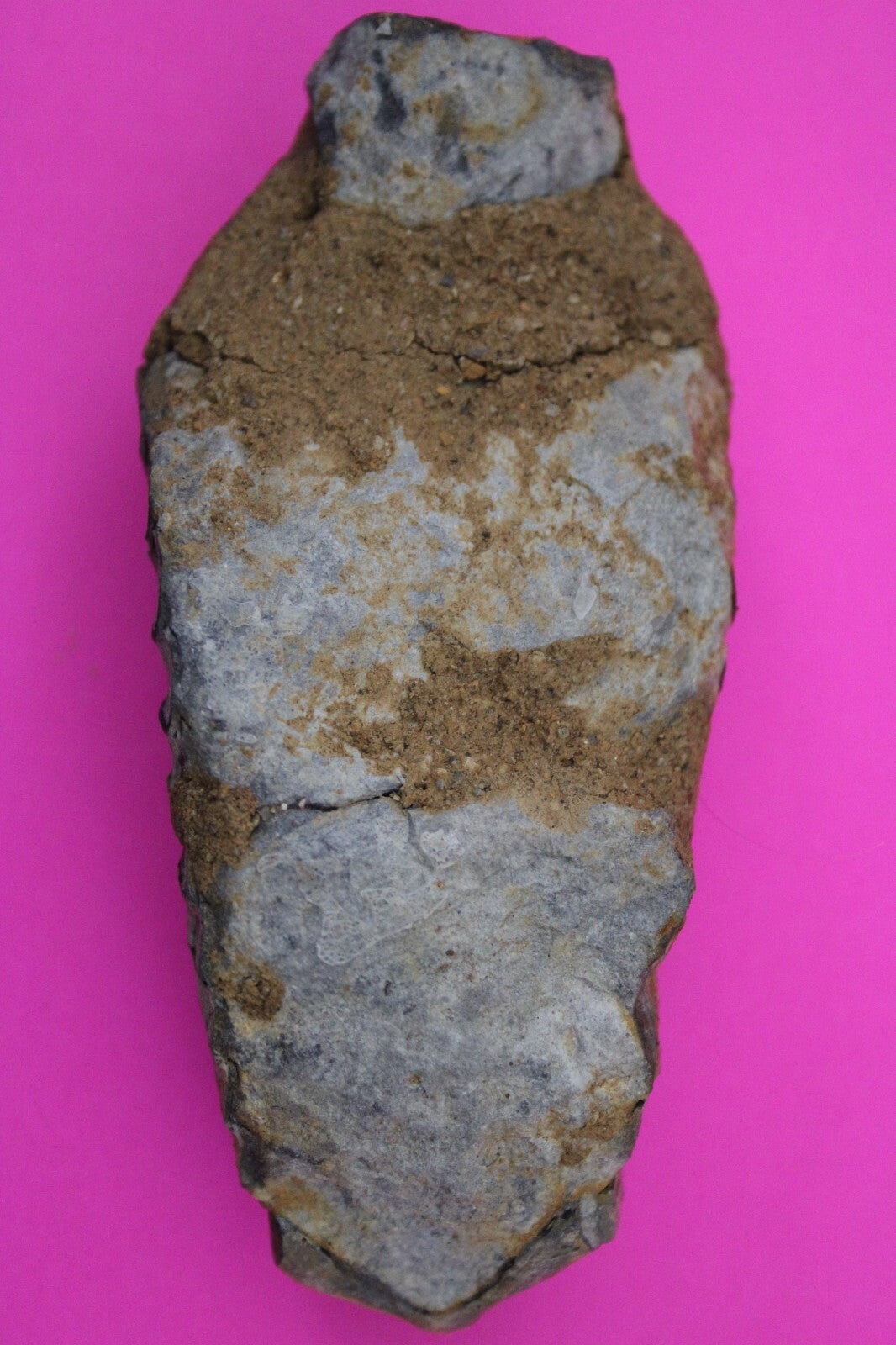 Authentic Trilobite Fossil 450 Million Years Old Genuine Dinosaur Girl COA 37