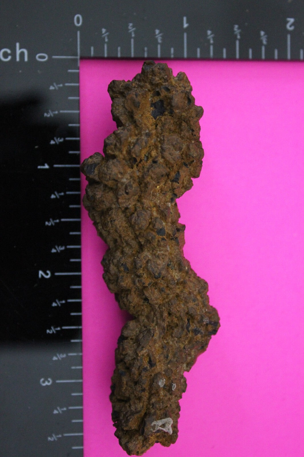 Giant Lizard Poop 5 Million Years Old Genuine Real Fossil Dinosaur Girl COA S03