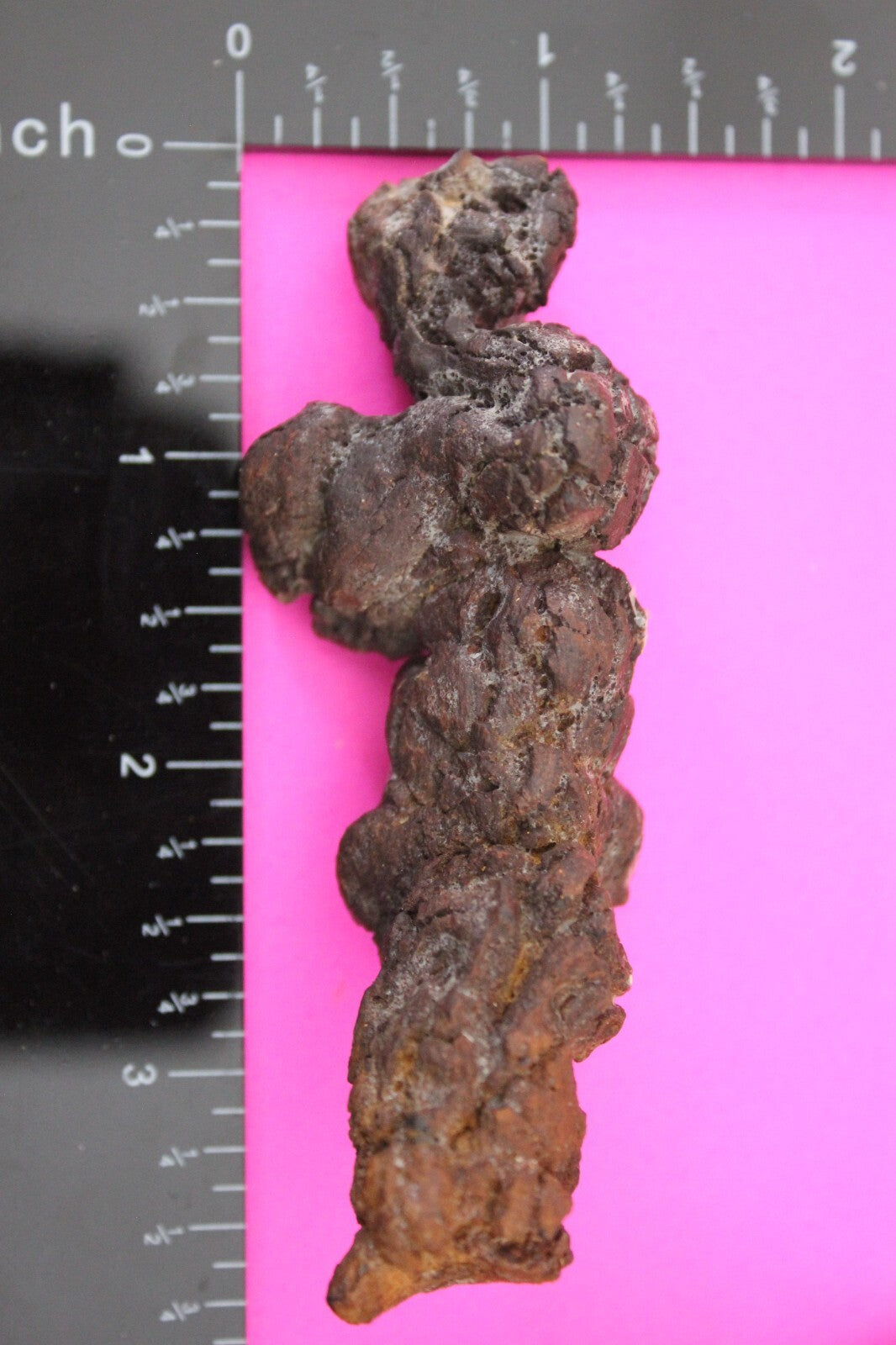 Giant Lizard Poop 5 Million Years Old Genuine Real Fossil Dinosaur Girl COA S15