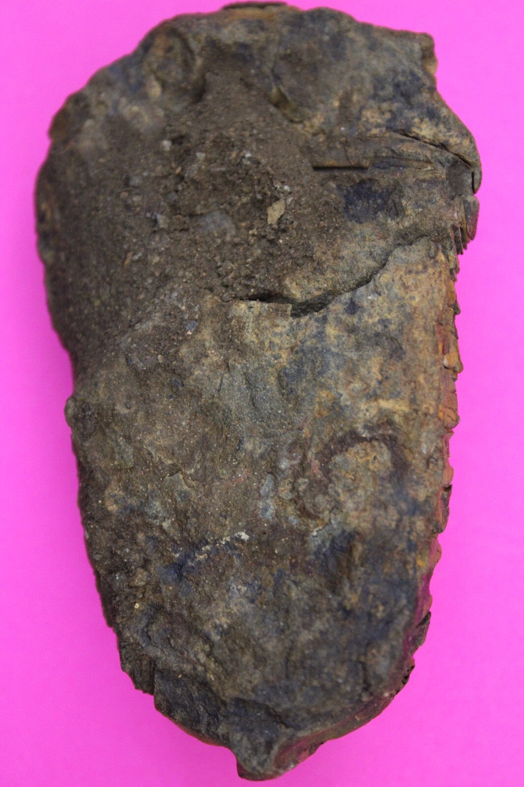 Authentic Trilobite Fossil 450 Million Years Old Genuine Dinosaur Girl COA 81
