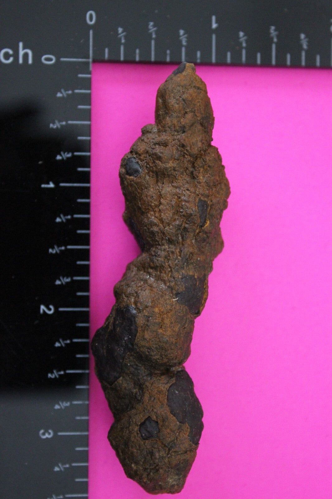 Giant Lizard Poop 5 Million Years Old Genuine Real Fossil Dinosaur Girl COA S05