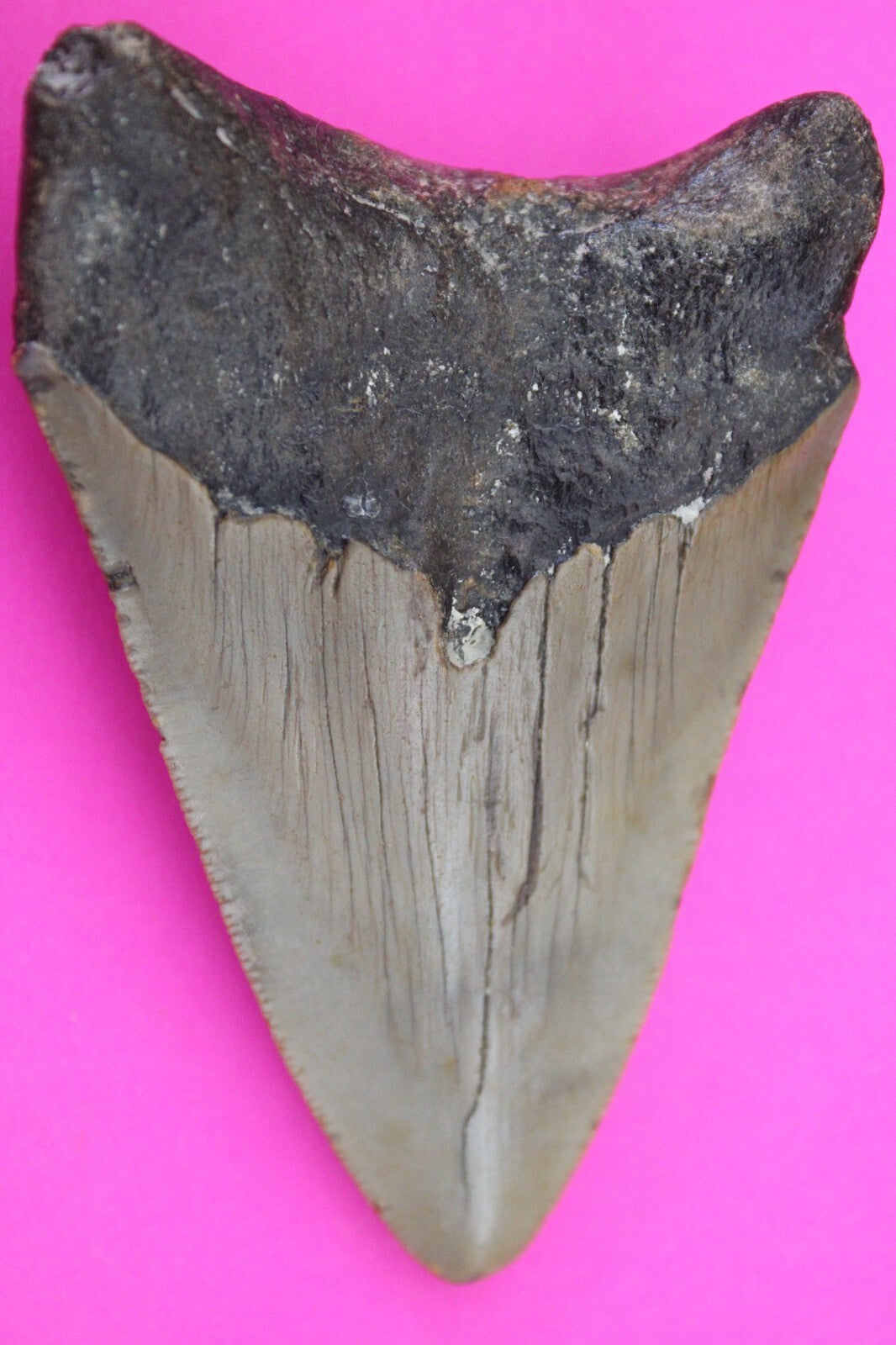 Authentic Megalodon Shark Tooth 3.21 Inch 69 Grams Fossil Dinosaur Girl COA M41