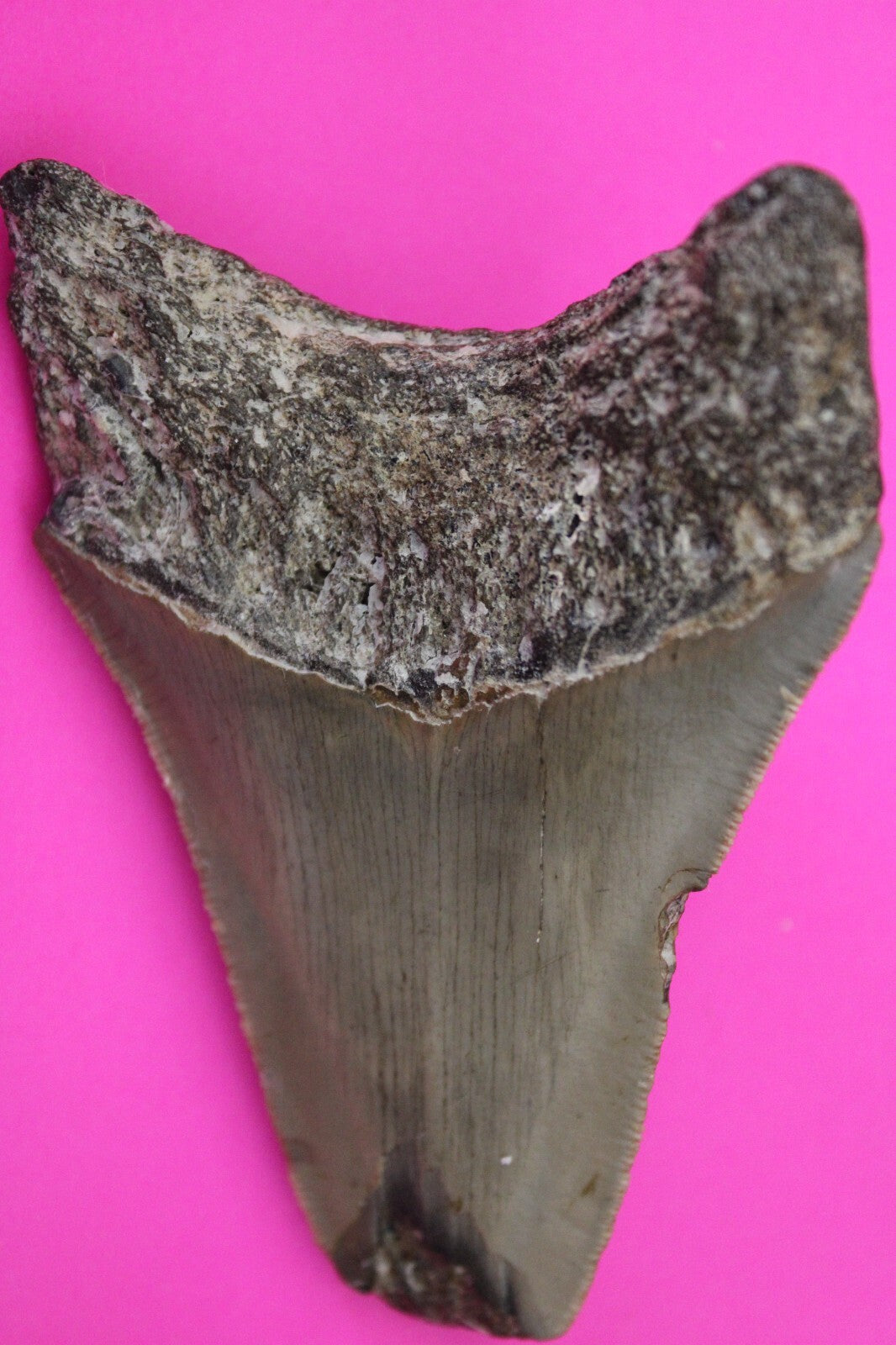 Authentic Megadolon Shark Tooth 3.68 Inch 108 Grams Fossil Dinosaur Girl COA M30