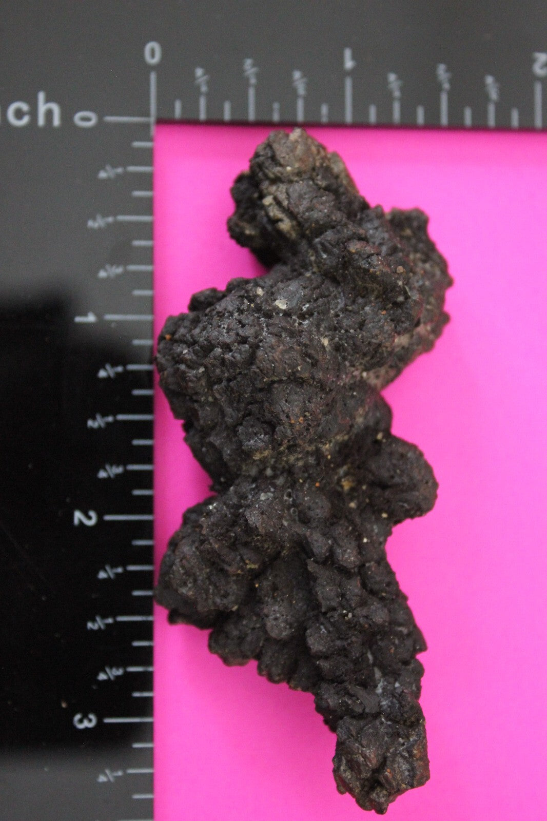 Giant Lizard Poop 5 Million Years Old Genuine Real Fossil Dinosaur Girl COA S23