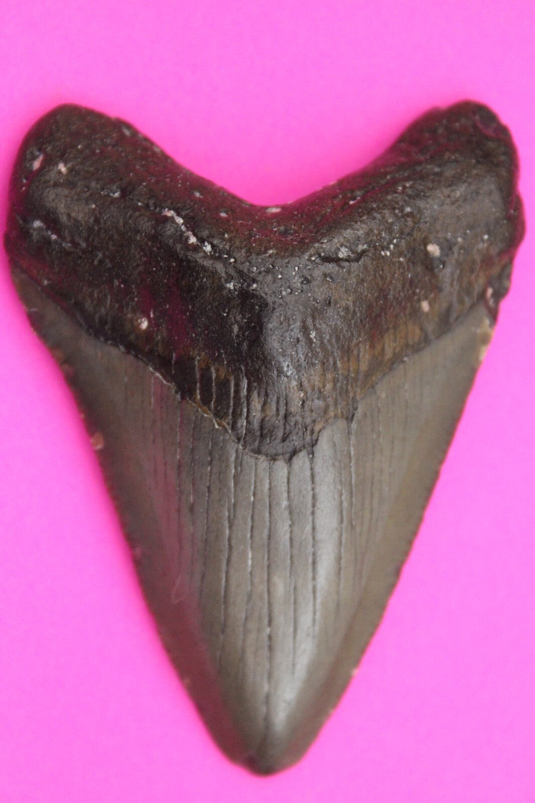 Authentic Megalodon Shark Tooth 2.56 Inches 32 Grams Fossil Dino Girl COA M37