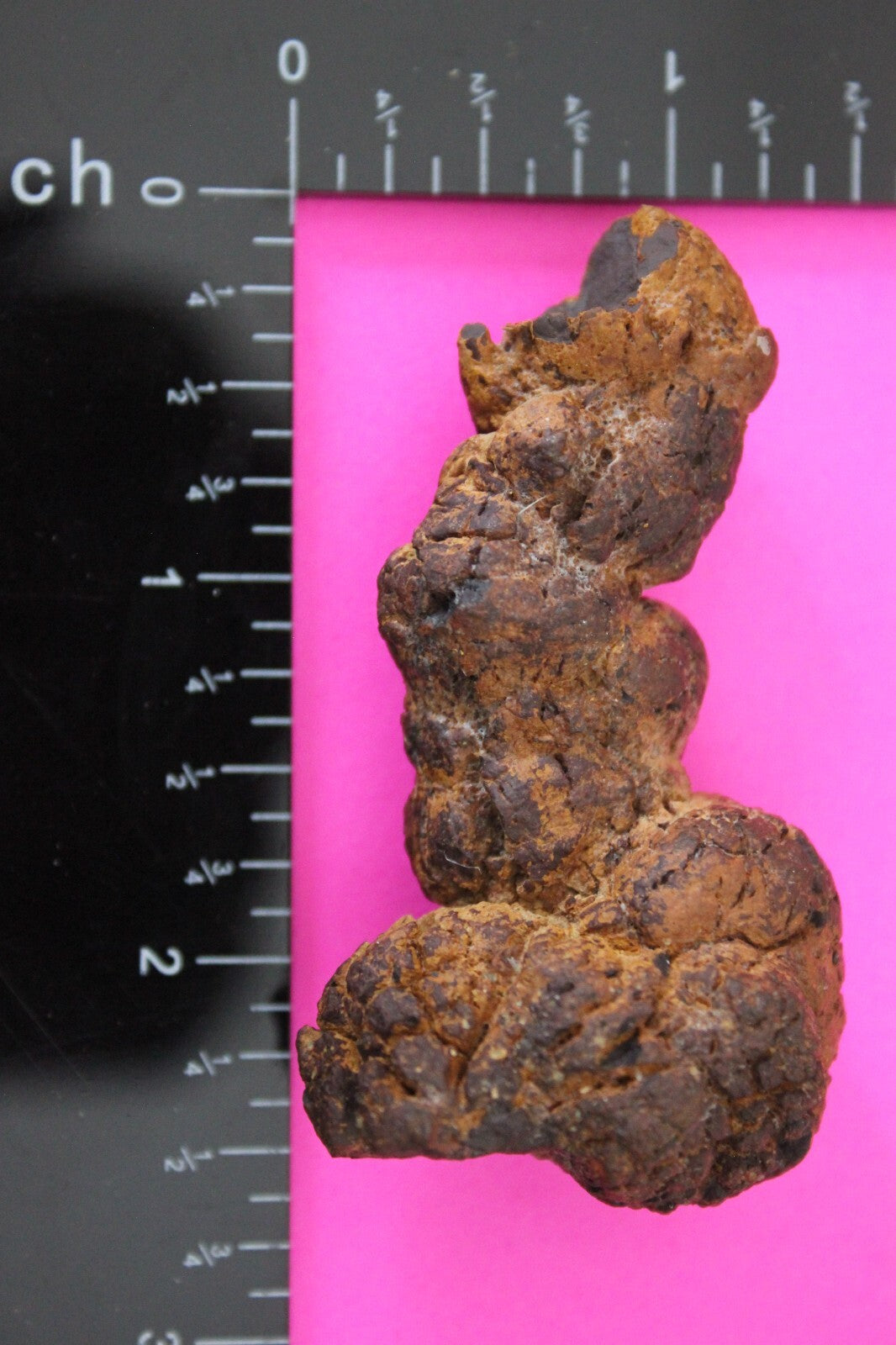 Giant Lizard Poop 5 Million Years Old Genuine Real Fossil Dinosaur Girl COA S31