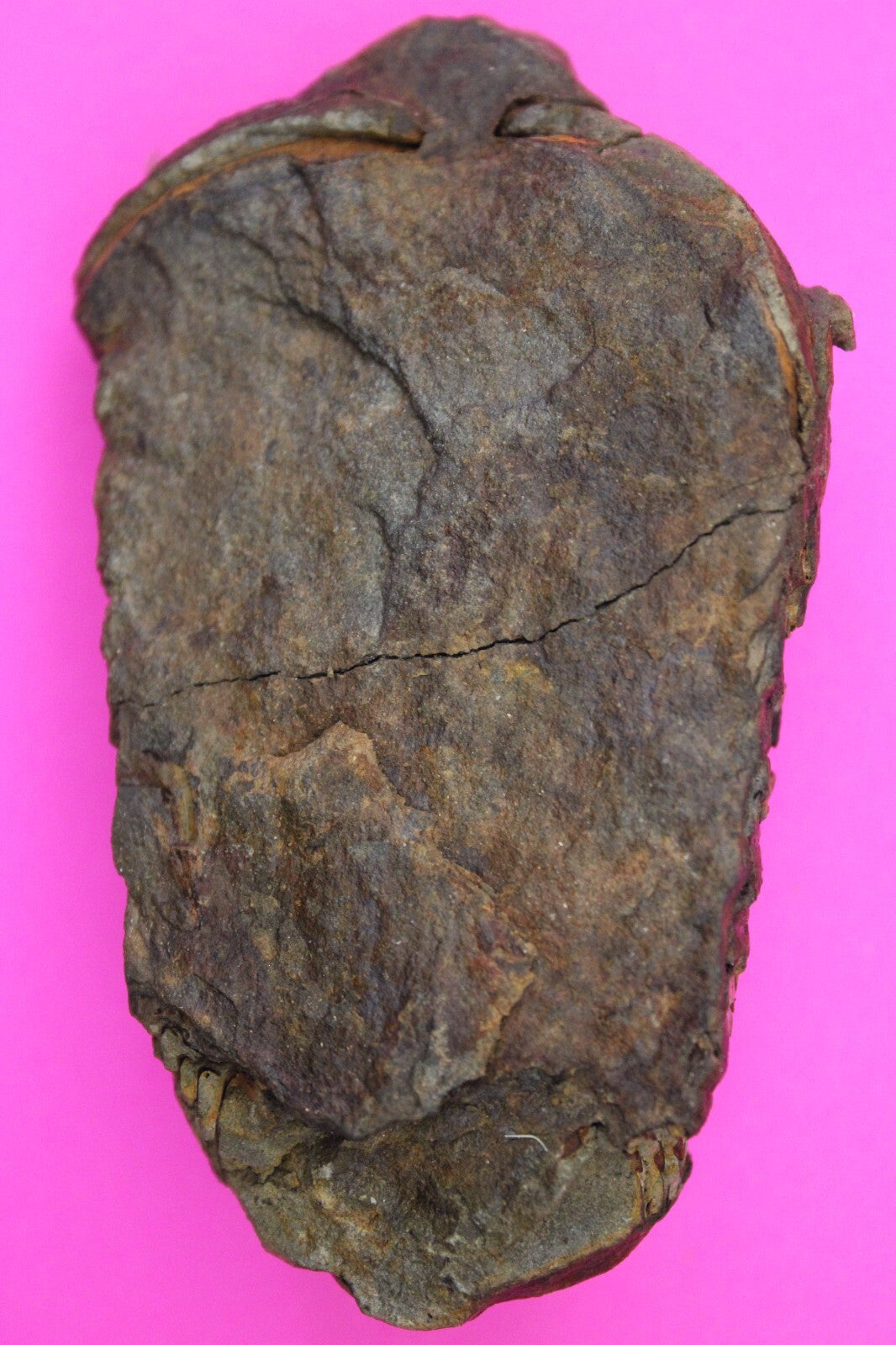 Authentic Trilobite Fossil 450 Million Years Old Genuine Dinosaur Girl COA 25