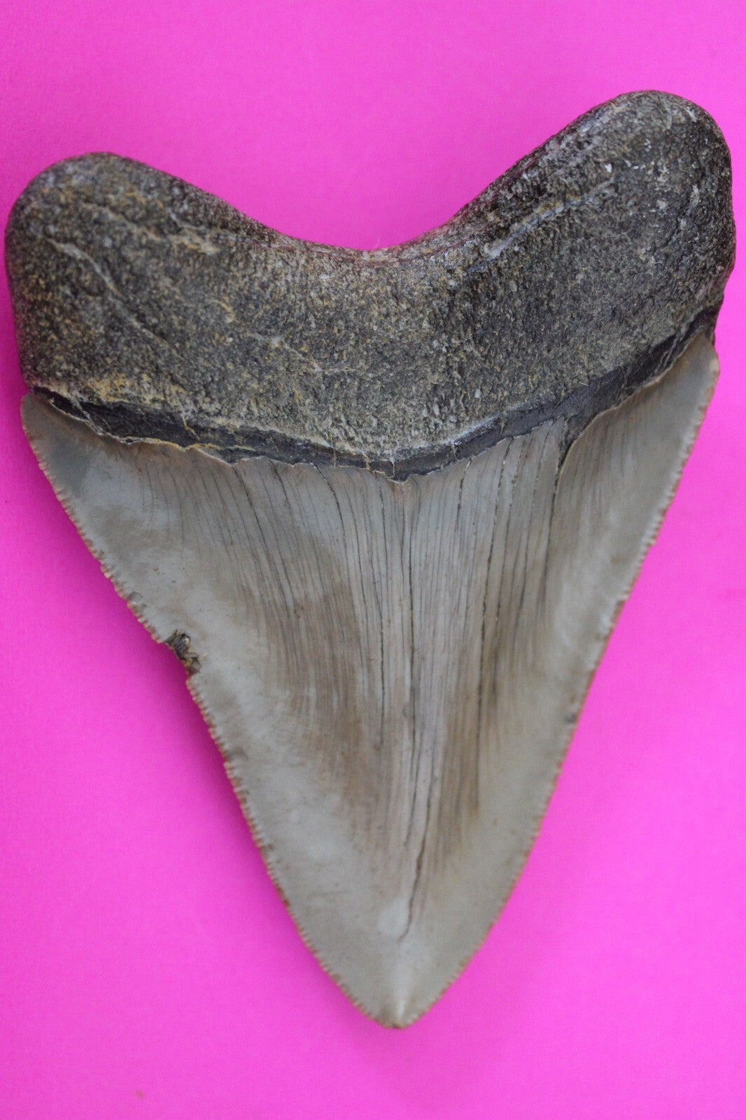 Authentic Megadolon Shark Tooth 3.78 Inch 103 Grams Fossil Dinosaur Girl COA M24