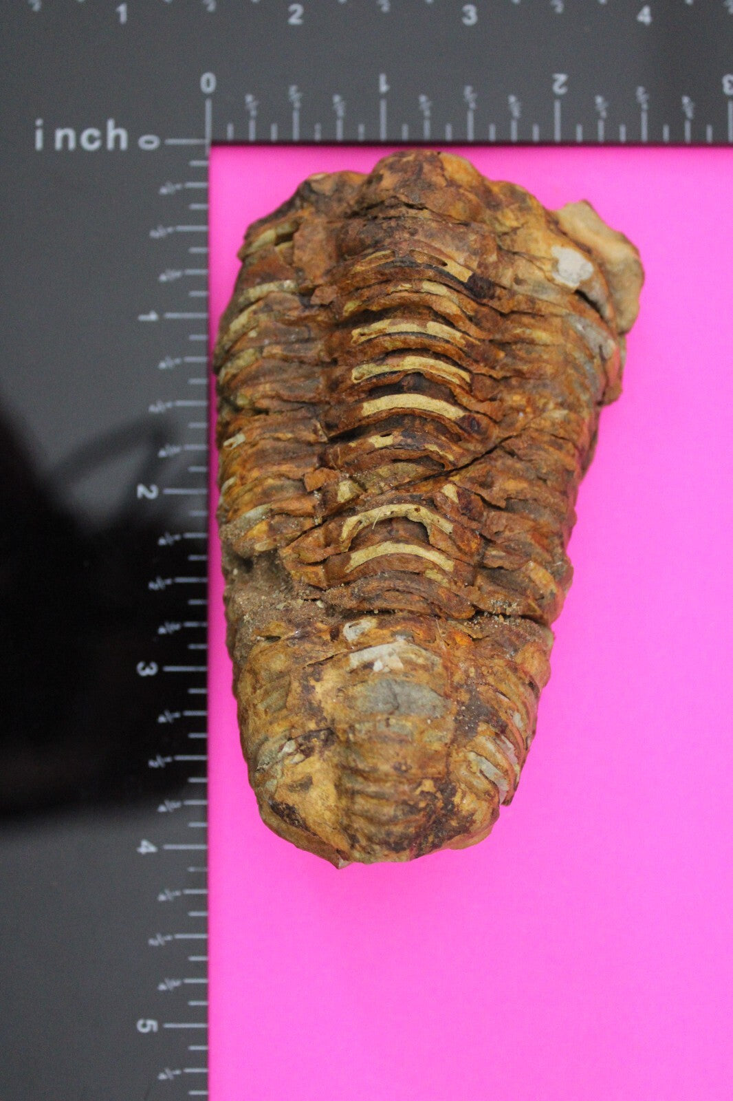 Authentic Trilobite Fossil 450 Million Years Old Genuine Dinosaur Girl COA 09