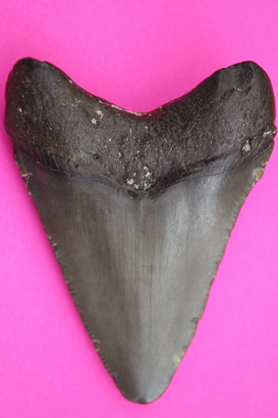 Authentic Megalodon Shark Tooth 2.56 Inches 32 Grams Fossil Dino Girl COA M37