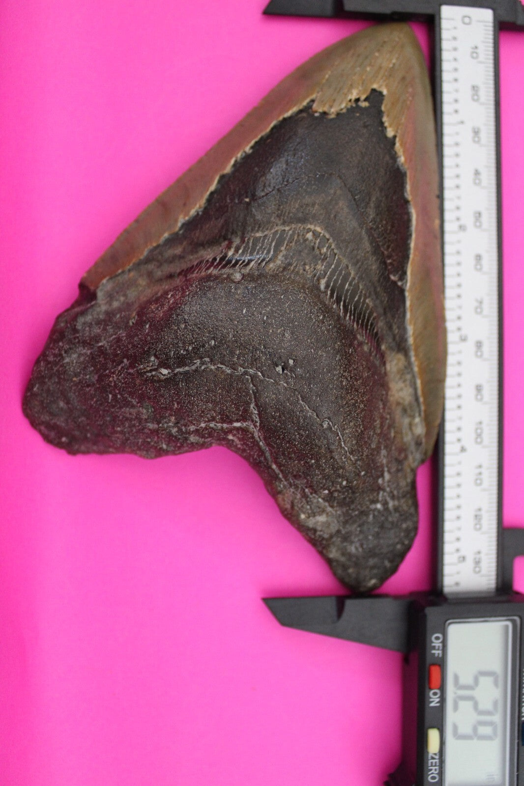Authentic Megadolon Shark Tooth 5.29 Inches 248 Grams Fossil Dino Girl COA M62