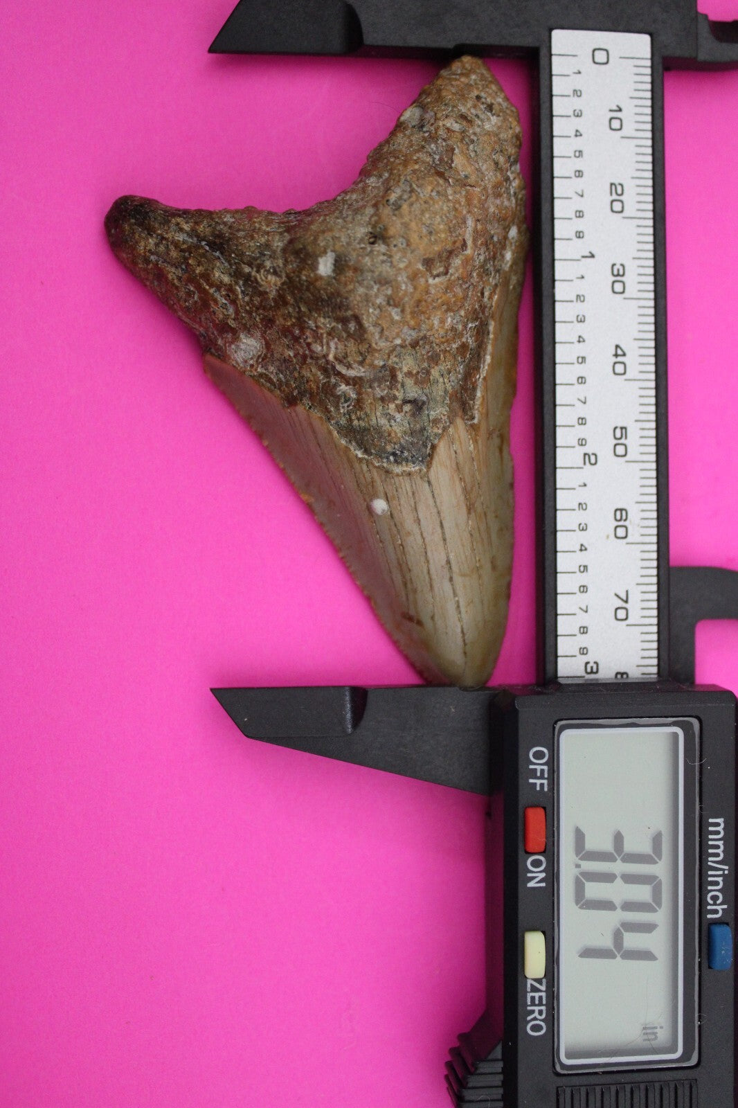 Authentic Megalodon Shark Tooth 3.04 Inches 47 Grams Fossil Dino Girl COA M06