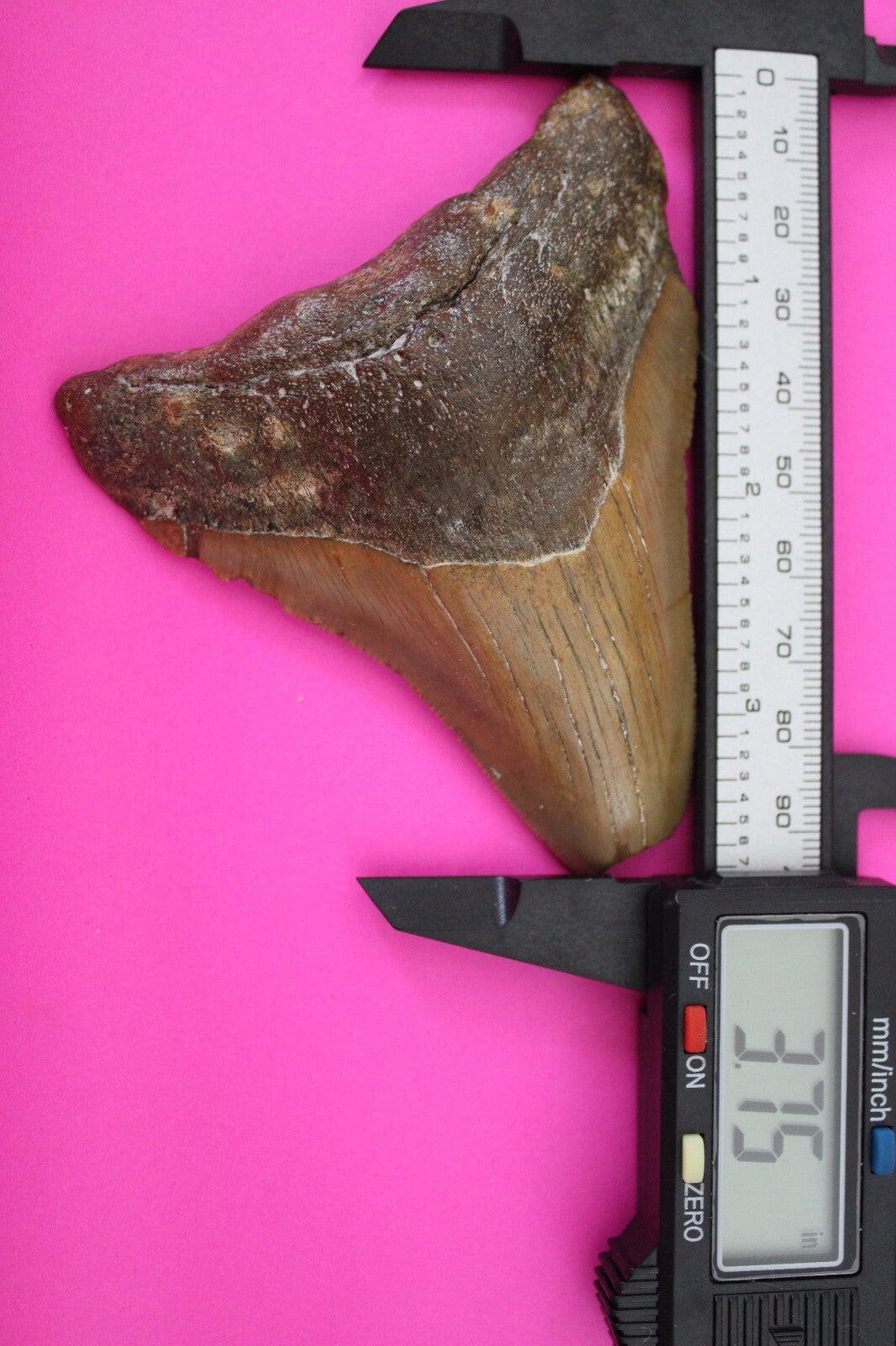 Authentic Megadolon Shark Tooth 3.75 Inch 88 Grams Fossil Dinosaur Girl COA M58