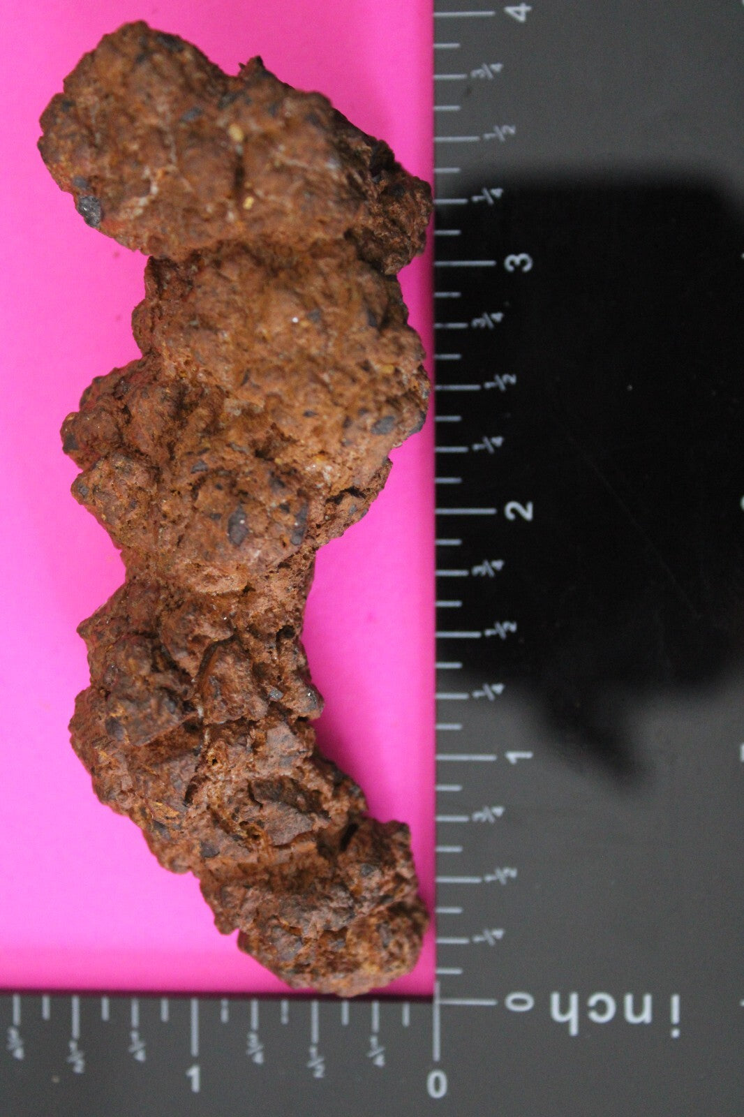 Giant Lizard Poop 5 Million Years Old Genuine Real Fossil Dinosaur Girl COA L09