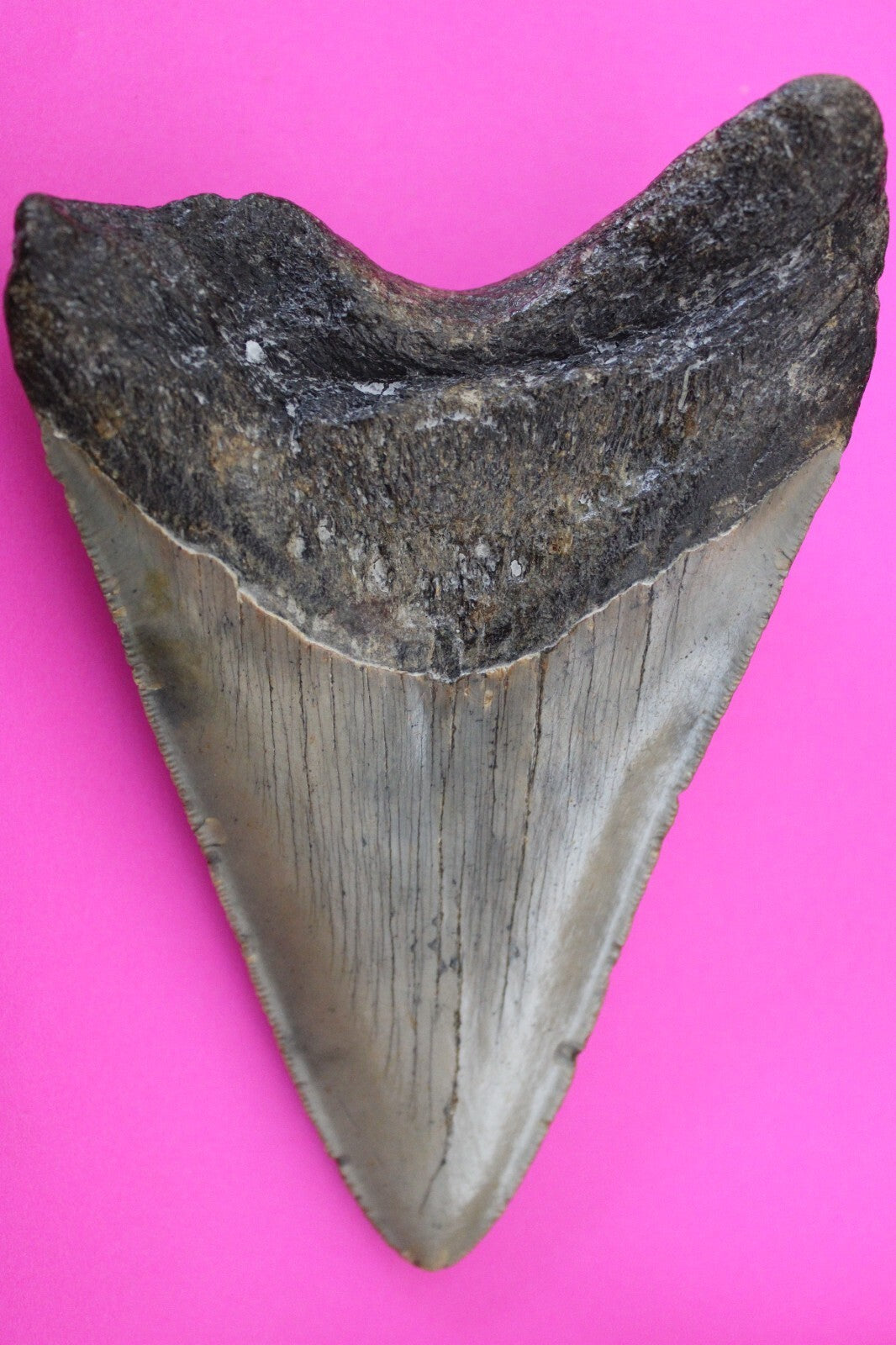 Authentic Megalodon Shark Tooth 5.27 Inch 231 Grams Fossil Dinosaur Girl COA M46