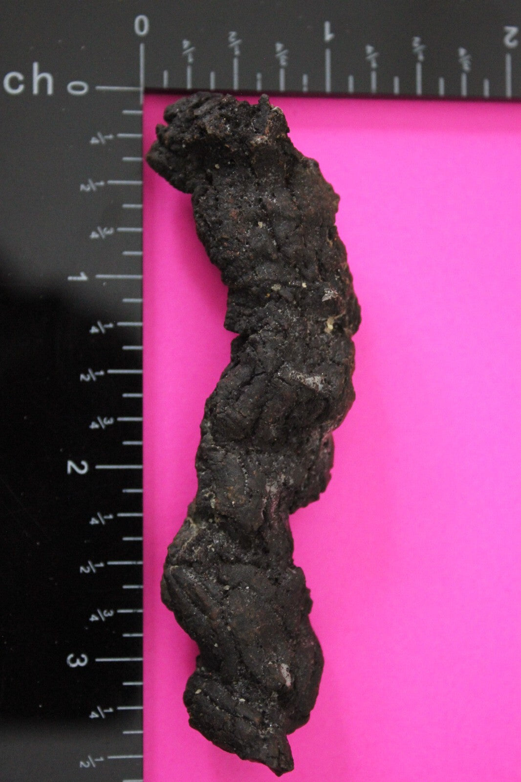 Giant Lizard Poop 5 Million Years Old Genuine Real Fossil Dinosaur Girl COA S20