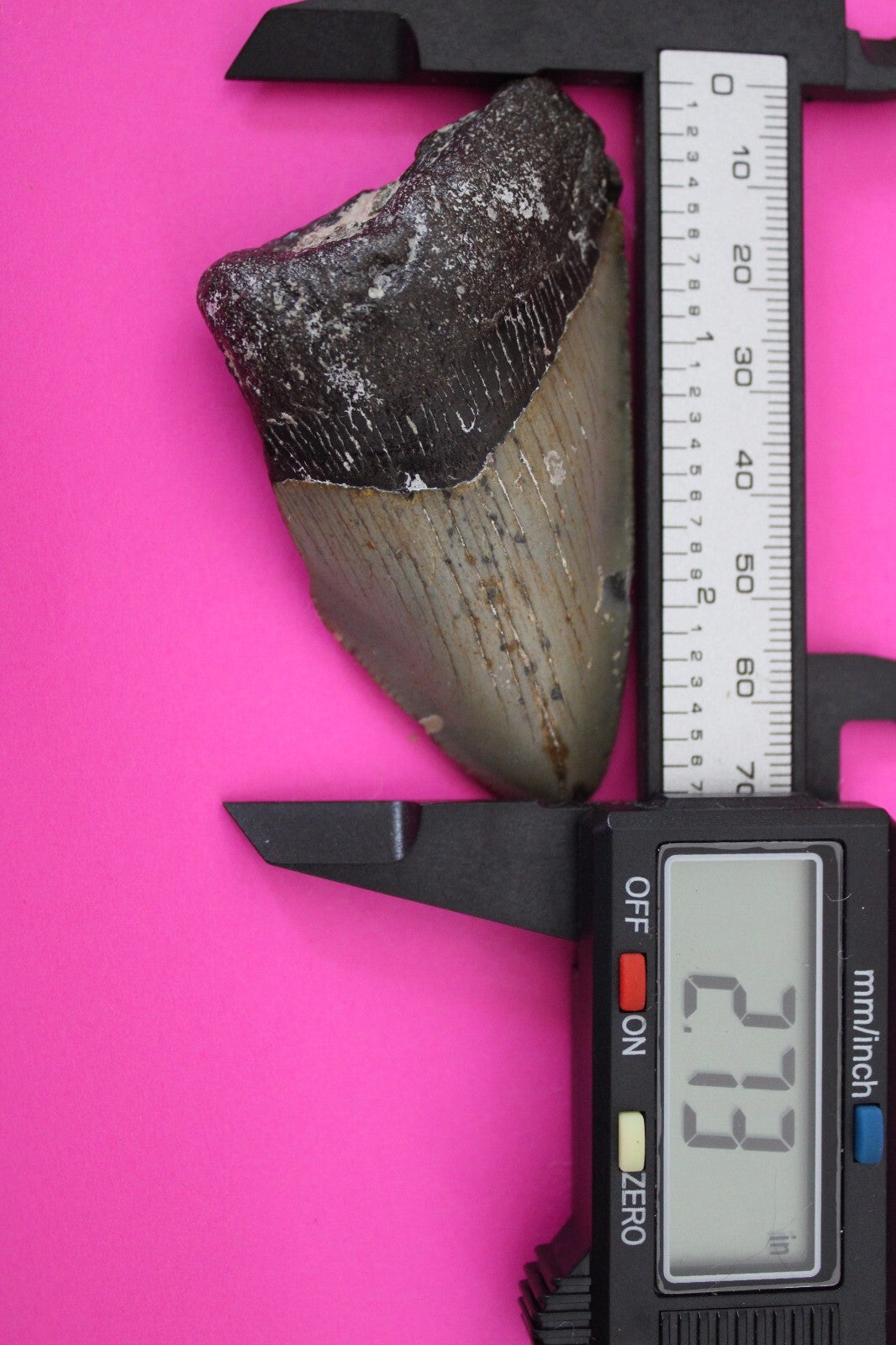 Authentic Megalodon Shark Tooth 2.73 Inches 49 Grams Fossil Dino Girl COA M05
