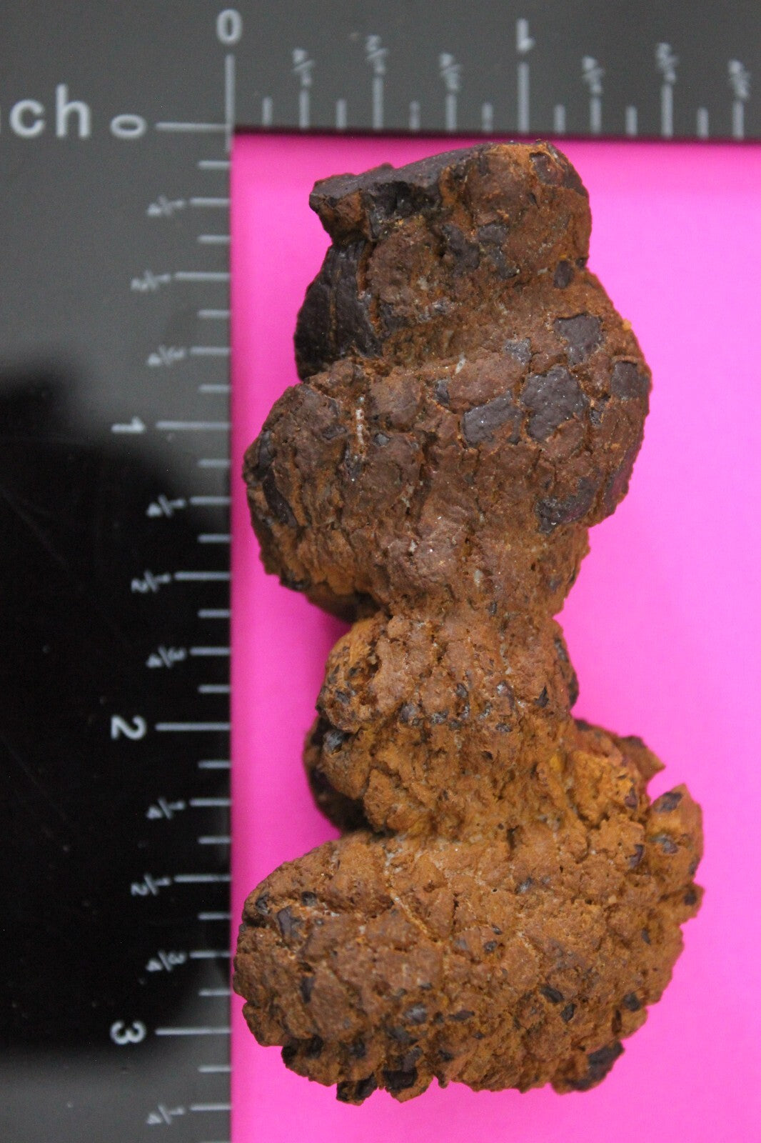 Giant Lizard Poop 5 Million Years Old Genuine Real Fossil Dinosaur Girl COA S27