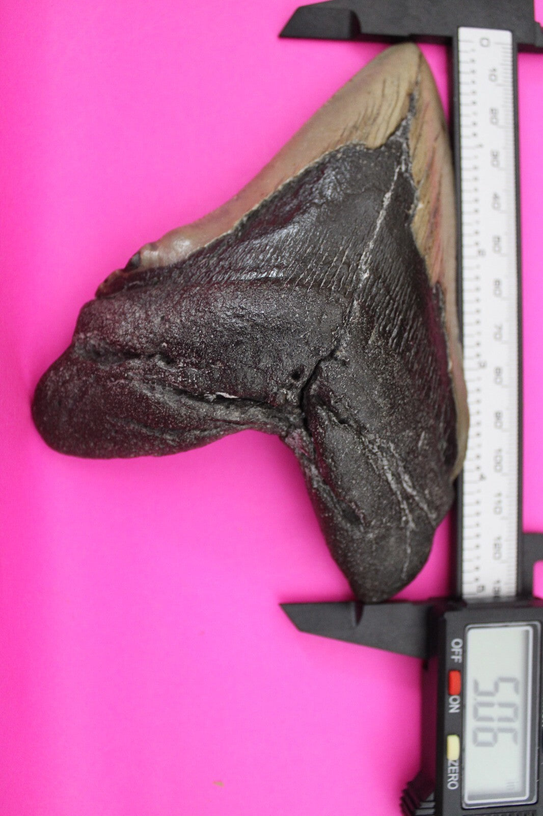 Authentic Megadolon Shark Tooth 5.06 Inch 249 Grams Fossil Dinosaur Girl COA M61