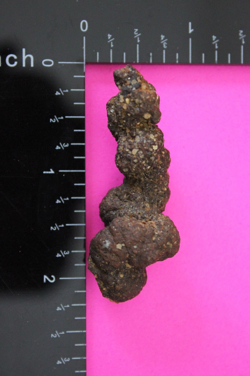 Giant Lizard Poop 5 Million Years Old Genuine Real Fossil Dinosaur Girl COA S32