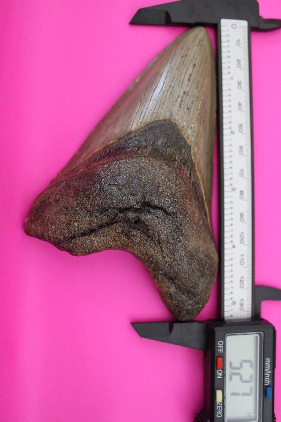 Authentic Megalodon Shark Tooth 5.27 Inch 231 Grams Fossil Dinosaur Girl COA M46