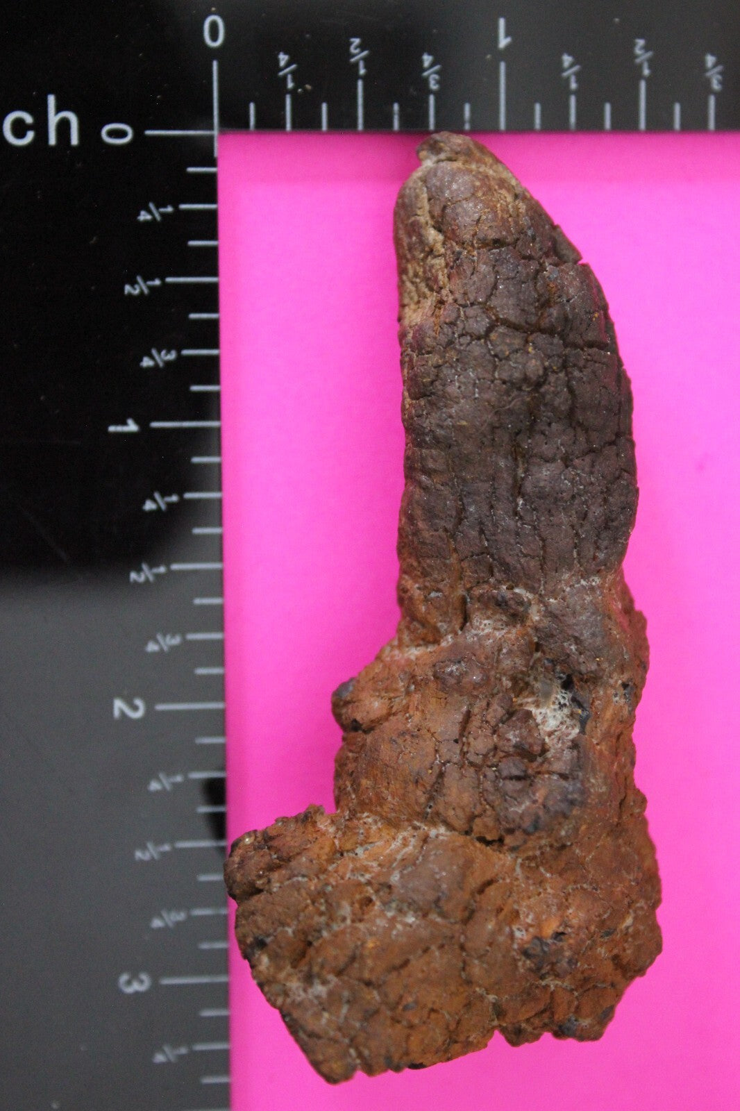 Giant Lizard Poop 5 Million Years Old Genuine Real Fossil Dinosaur Girl COA S43