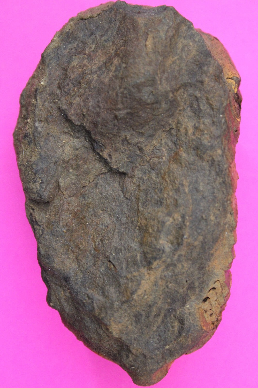 Authentic Trilobite Fossil 450 Million Years Old Genuine Dinosaur Girl COA 44