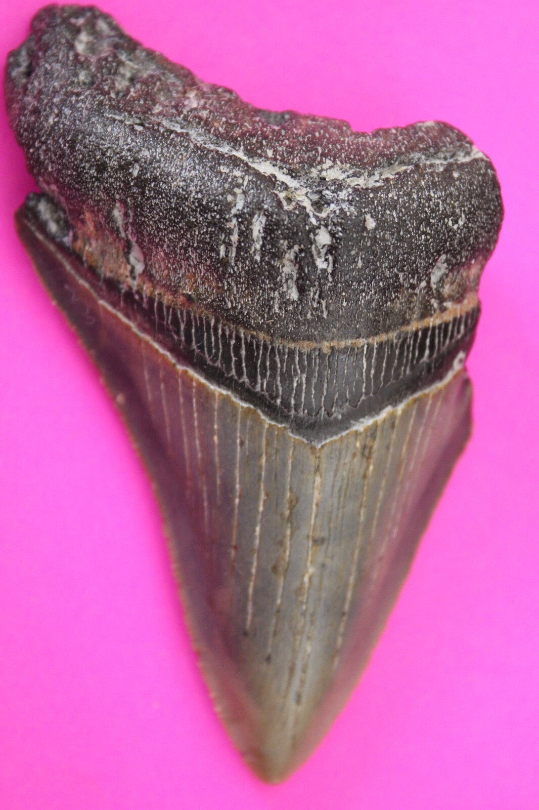 Authentic Megalodon Shark Tooth 3.29 Inches 66 Grams Fossil Dino Girl COA M18