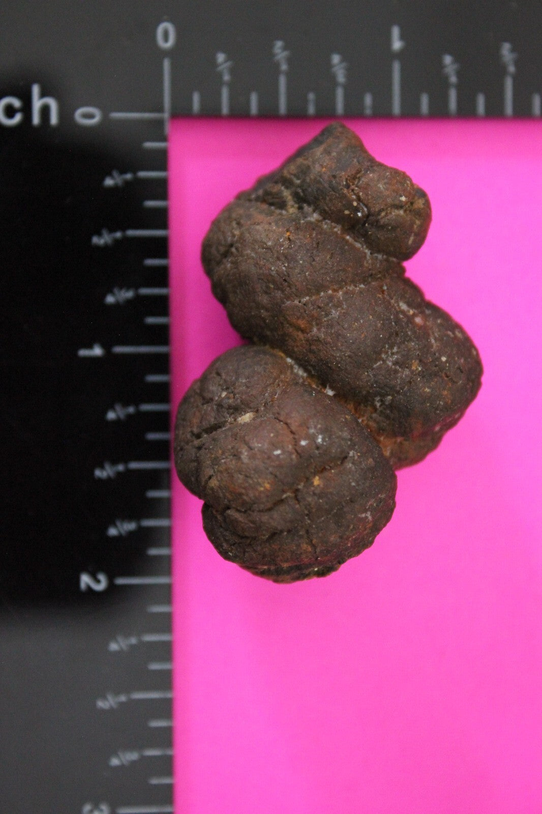 Giant Lizard Poop 5 Million Years Old Genuine Real Fossil Dinosaur Girl COA S48