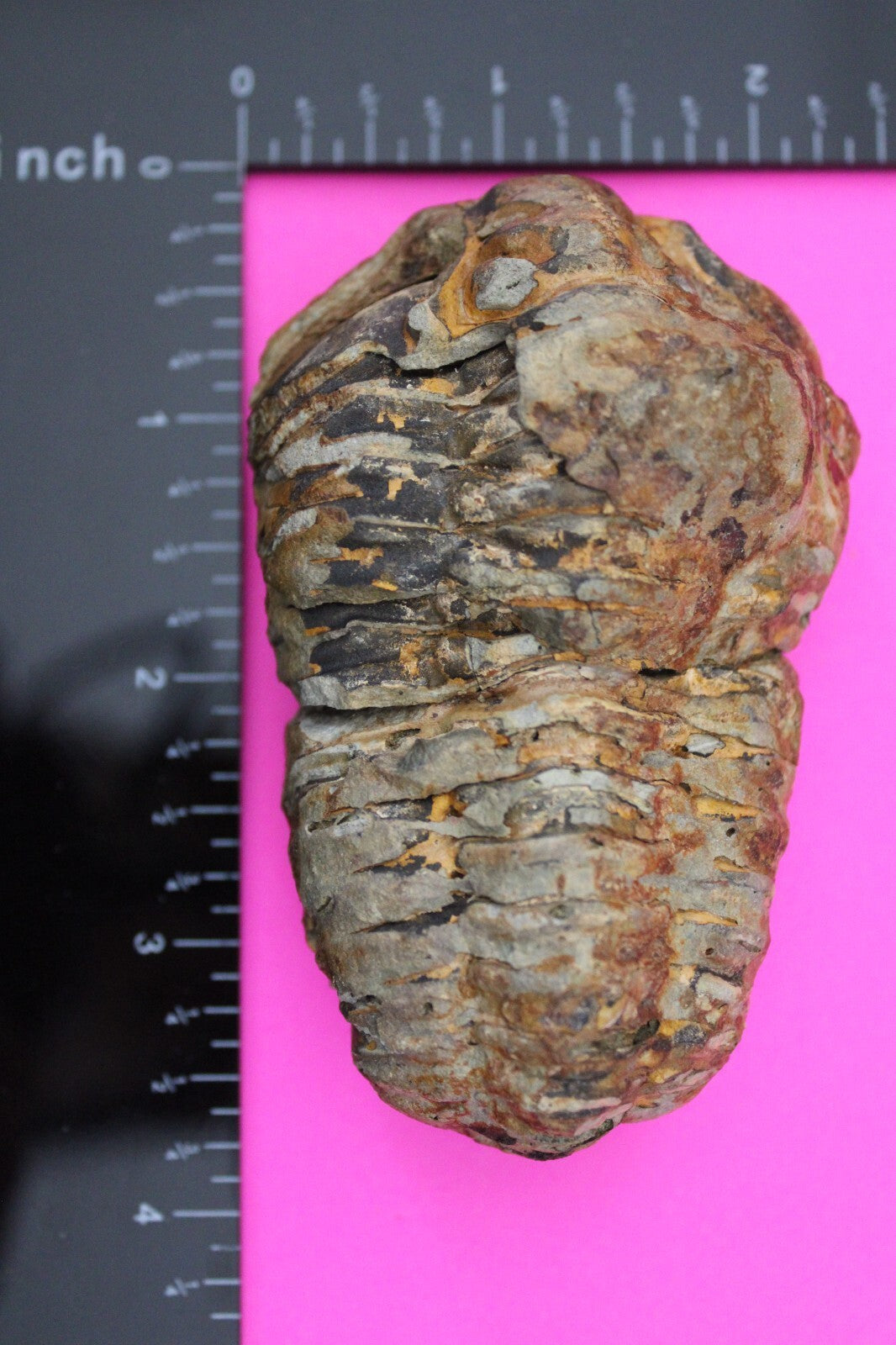 Authentic Trilobite Fossil 450 Million Years Old Genuine Dinosaur Girl COA 39
