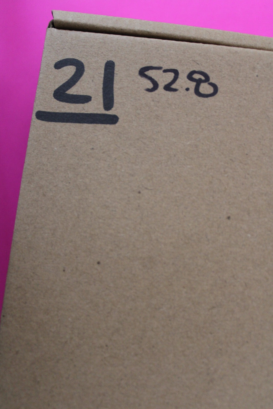 Authentic Trilobite Geode Real Fossil 450 Million Years Old Dinosaur Girl COA 21