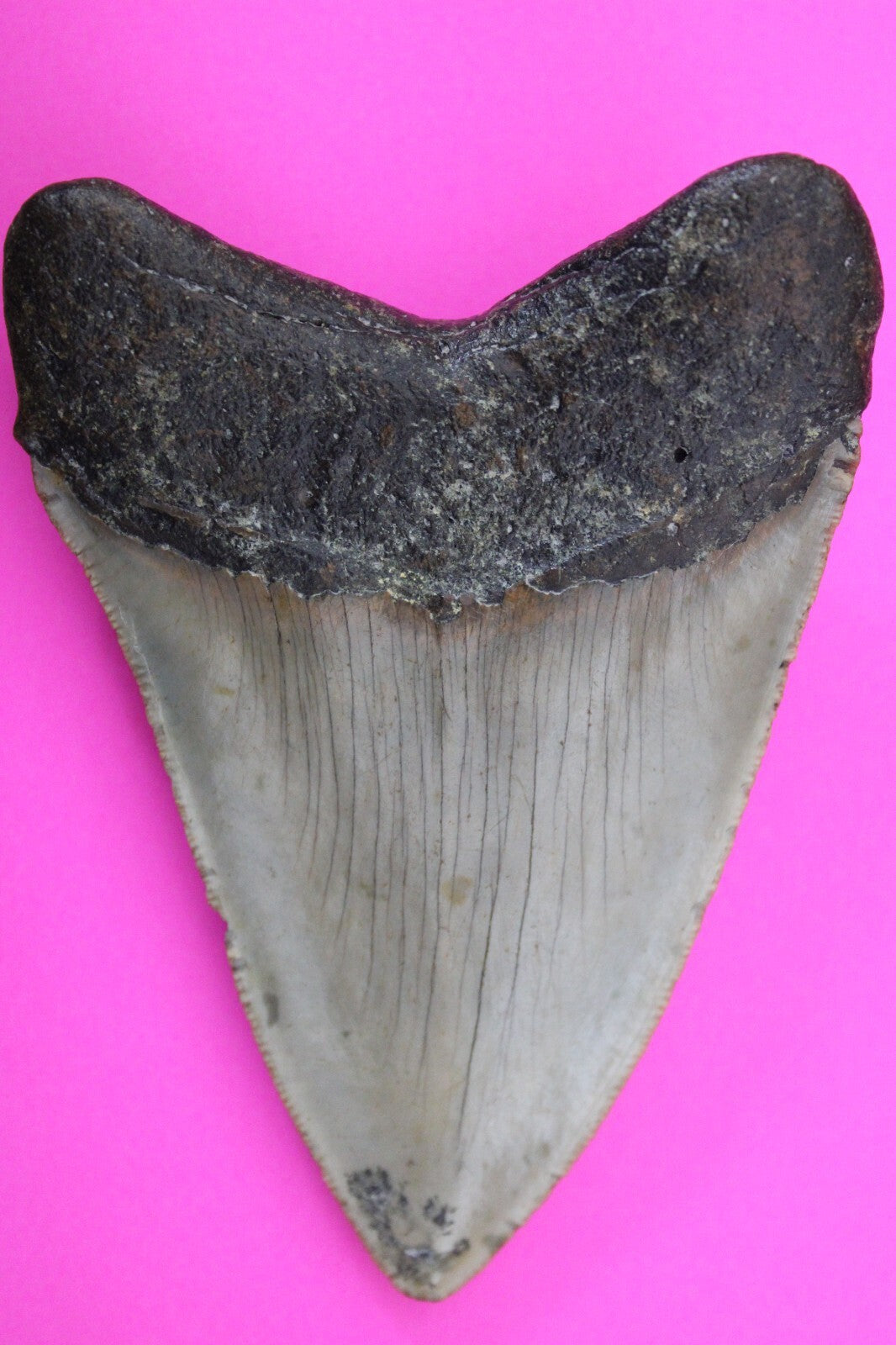 Authentic Megalodon Shark Tooth 3.82 Inches 108 Grams Fossil Dino Girl COA M31