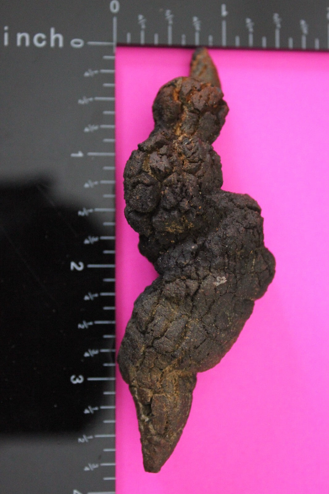 Giant Lizard Poop 5 Million Years Old Genuine Real Fossil Dinosaur Girl COA S28