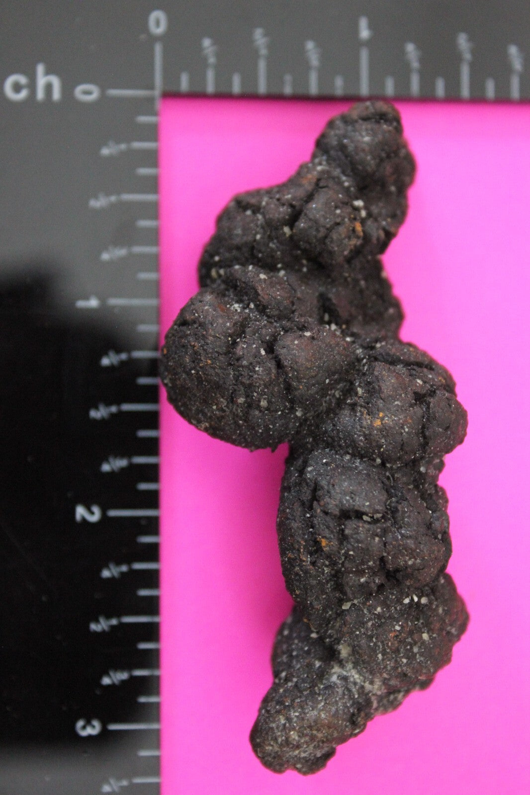 Giant Lizard Poop 5 Million Years Old Genuine Real Fossil Dinosaur Girl COA S17