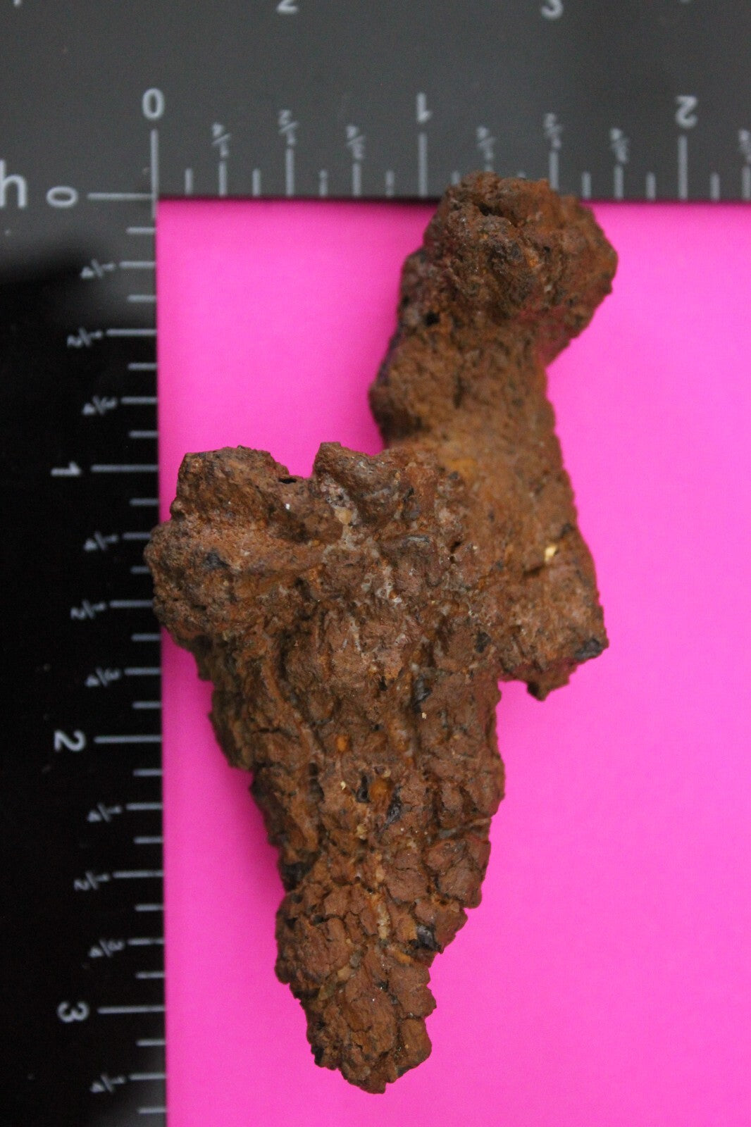 Giant Lizard Poop 5 Million Years Old Genuine Real Fossil Dinosaur Girl COA S01