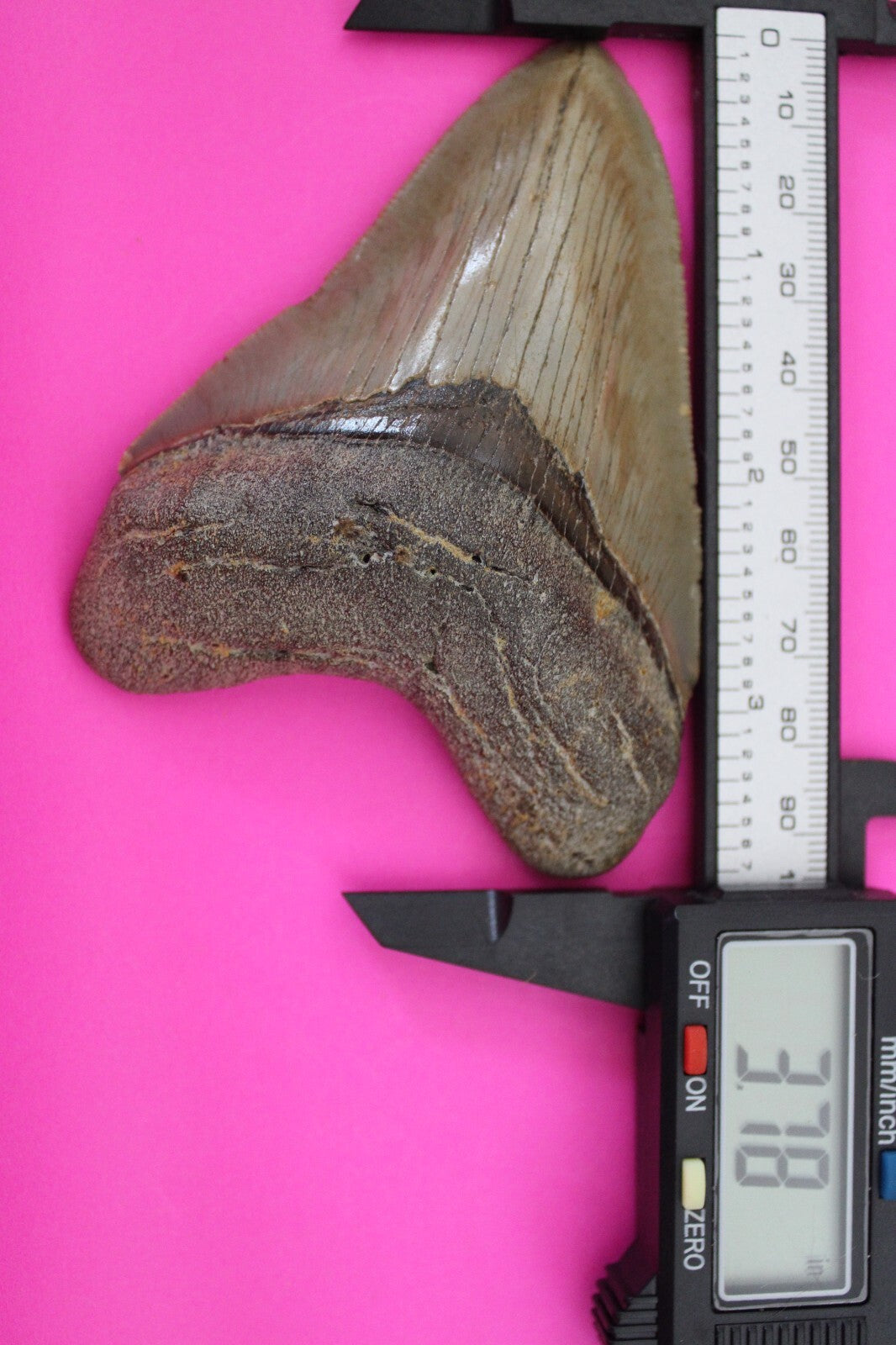 Authentic Megadolon Shark Tooth 3.78 Inch 103 Grams Fossil Dinosaur Girl COA M24
