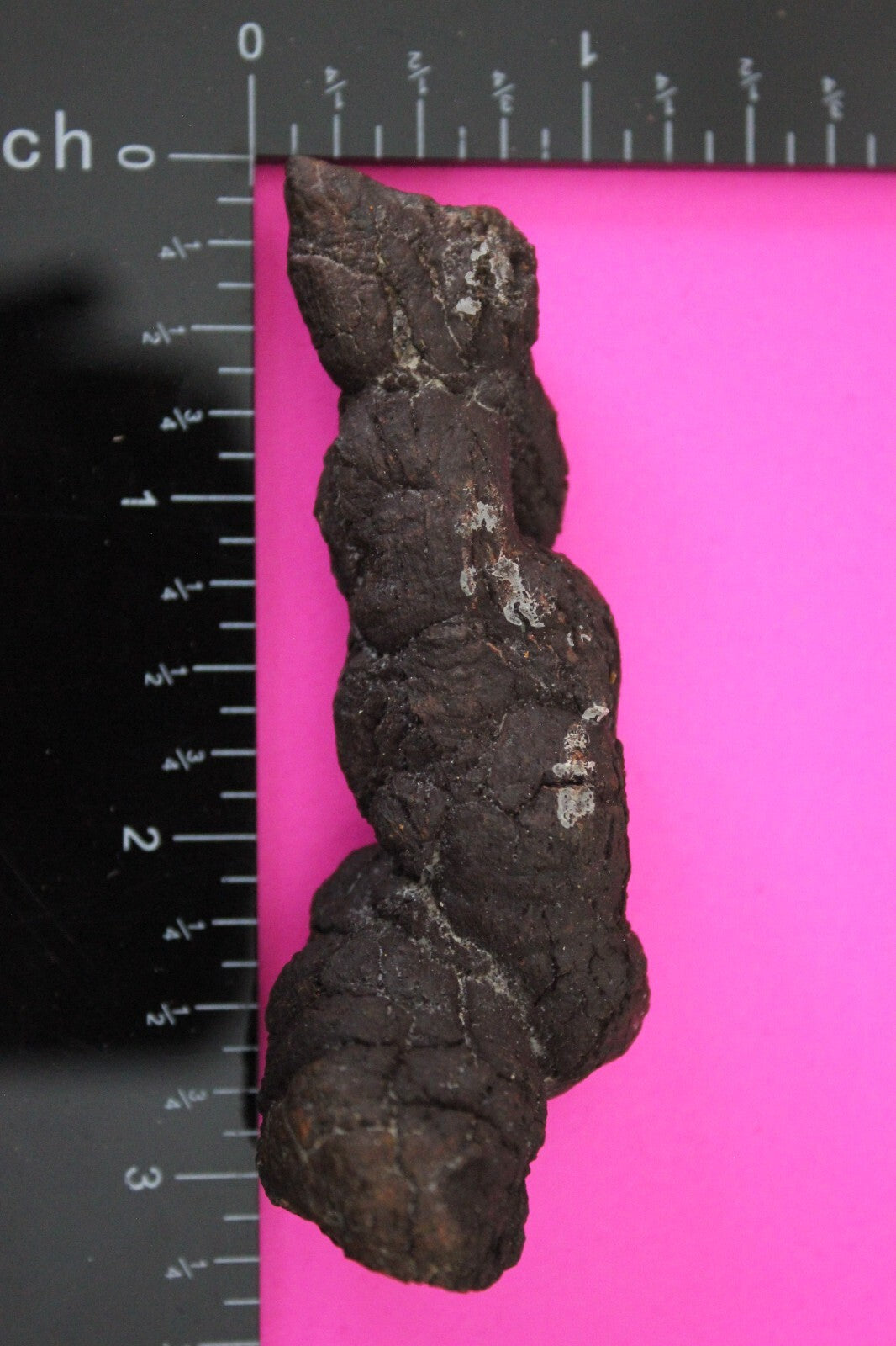 Giant Lizard Poop 5 Million Years Old Genuine Real Fossil Dinosaur Girl COA S06