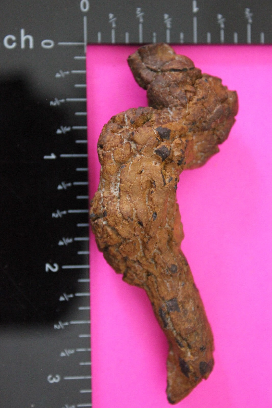 Giant Lizard Poop 5 Million Years Old Genuine Real Fossil Dinosaur Girl COA S47