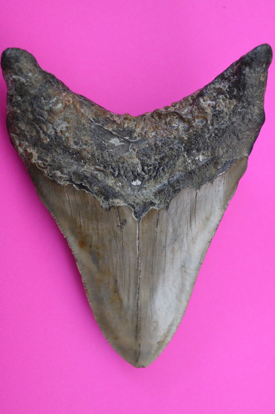 Authentic Megalodon Shark Tooth 4.8 Inch 202 Grams Fossil Dinosaur Girl COA M27