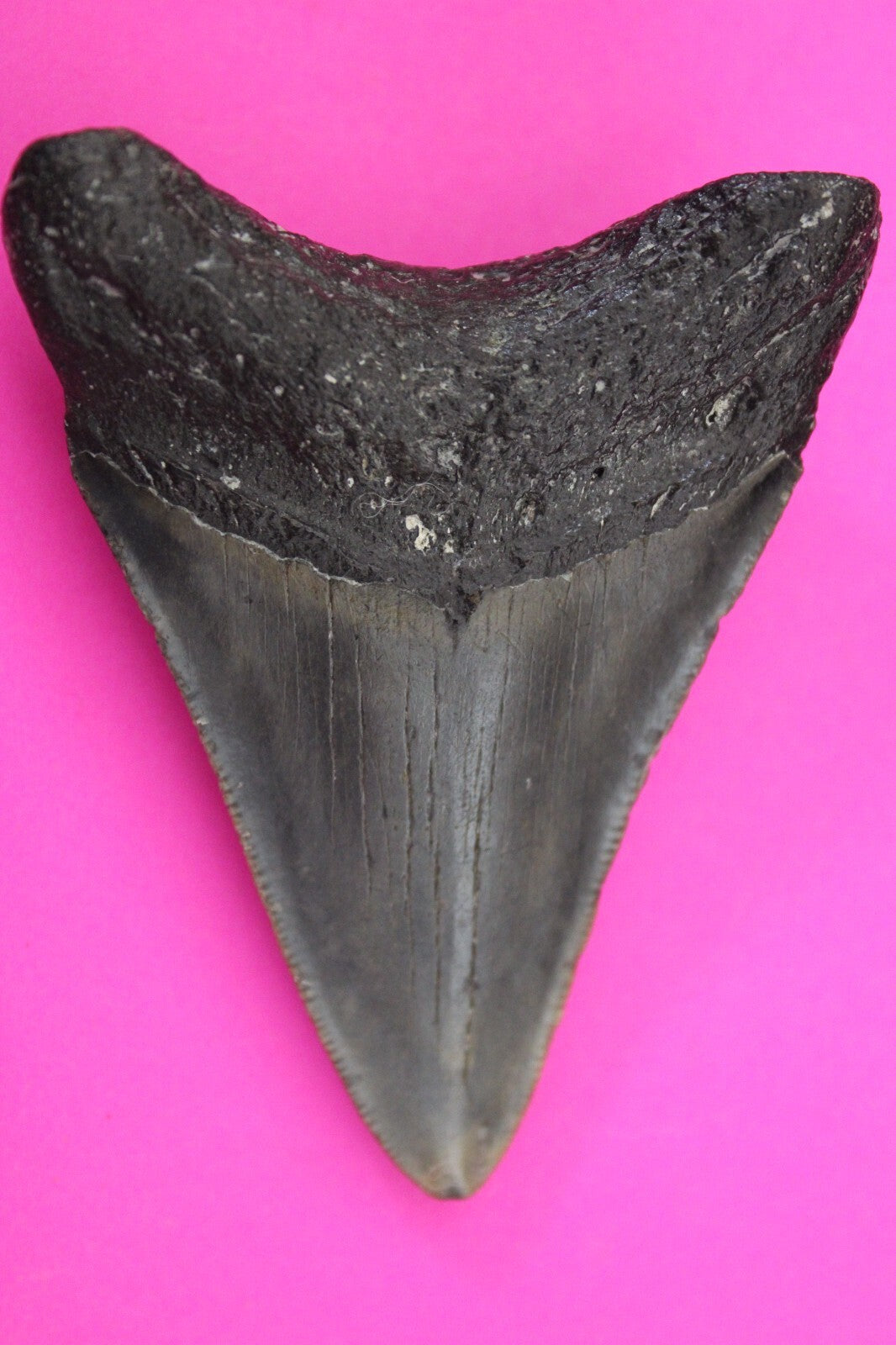 Authentic Megalodon Shark Tooth 3 Inch 62 Grams Fossil Dinosaur Girl COA M04