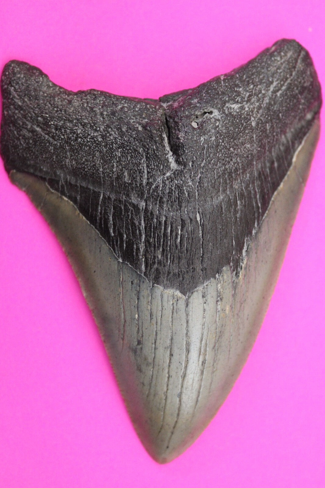 Authentic Megadolon Shark Tooth 4.03 Inch 108 Grams Fossil Dinosaur Girl COA M47
