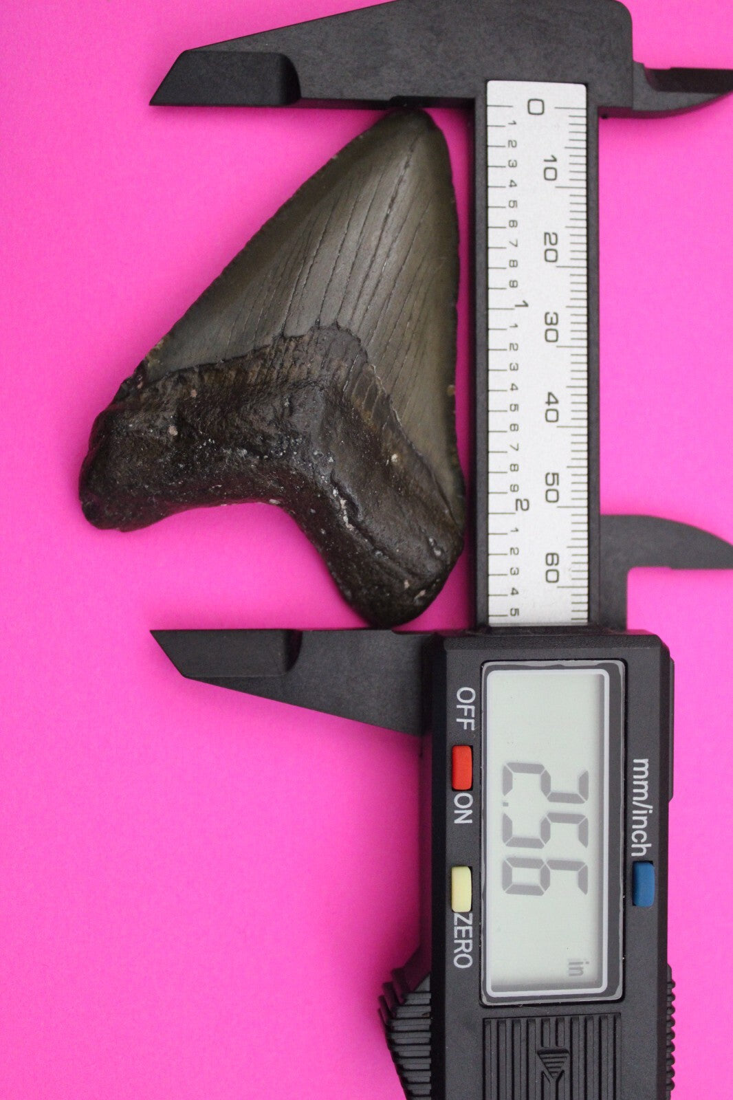 Authentic Megalodon Shark Tooth 2.56 Inch 32 Grams Fossil Dinosaur Girl COA M37