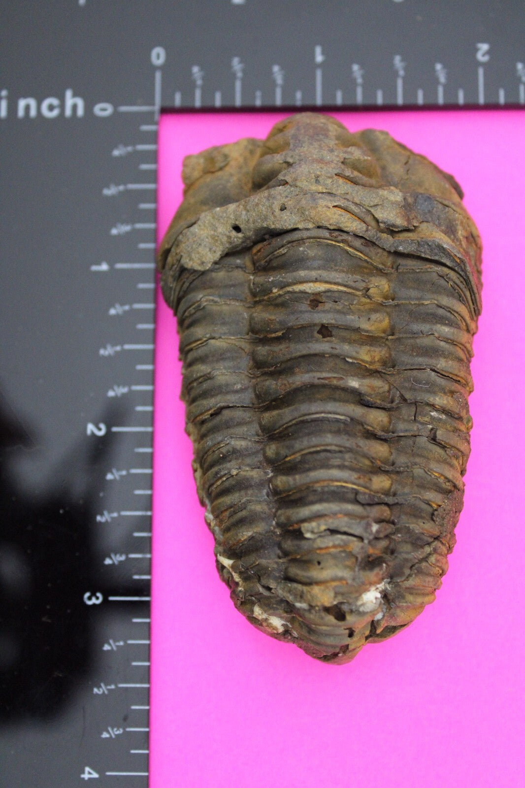 Authentic Trilobite Fossil 450 Million Years Old Genuine Dinosaur Girl COA 81