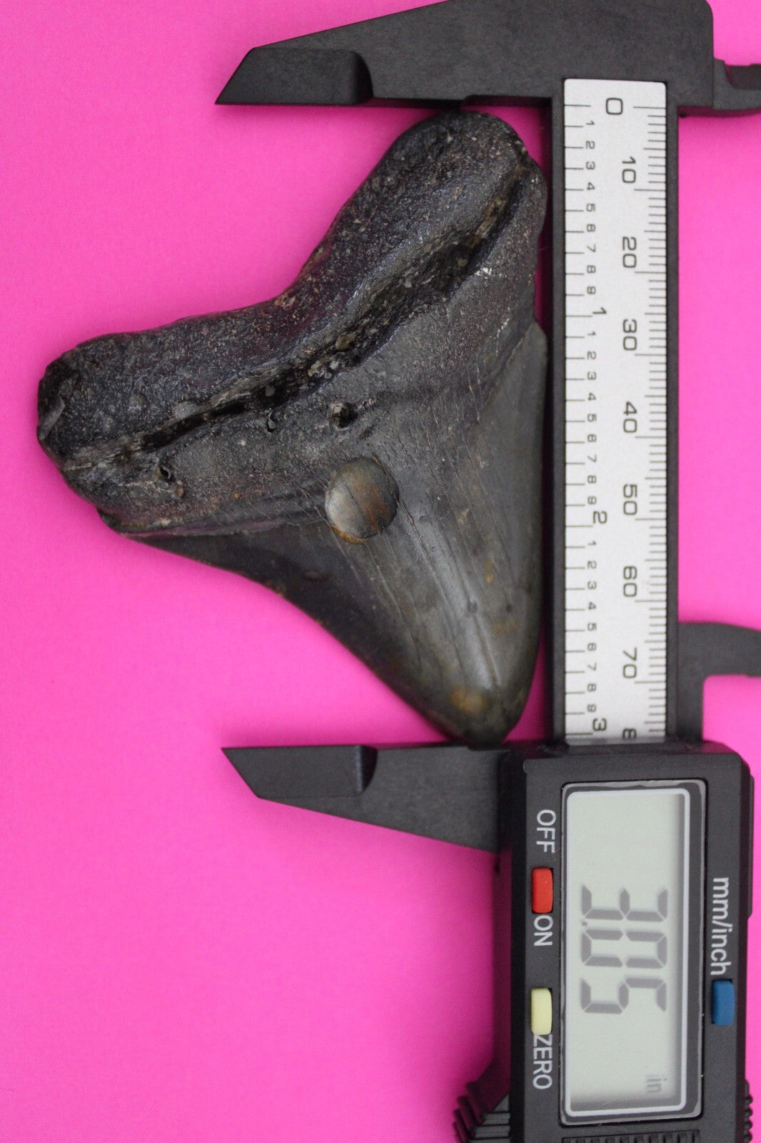 Authentic Megadolon Shark Tooth 3.05 Inch 64 Grams Fossil Dinosaur Girl COA M29
