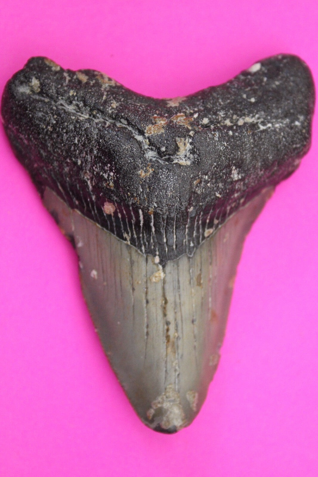 Authentic Megalodon Shark Tooth 2.98 Inches 61 Grams Fossil Dino Girl COA M45