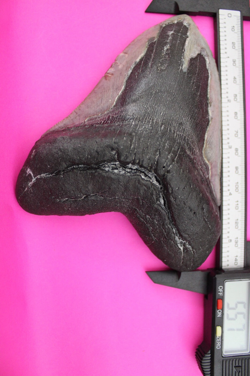 Authentic Megalodon Shark Tooth 5.57 Inch 419 Grams Fossil Dinosaur Girl COA M13
