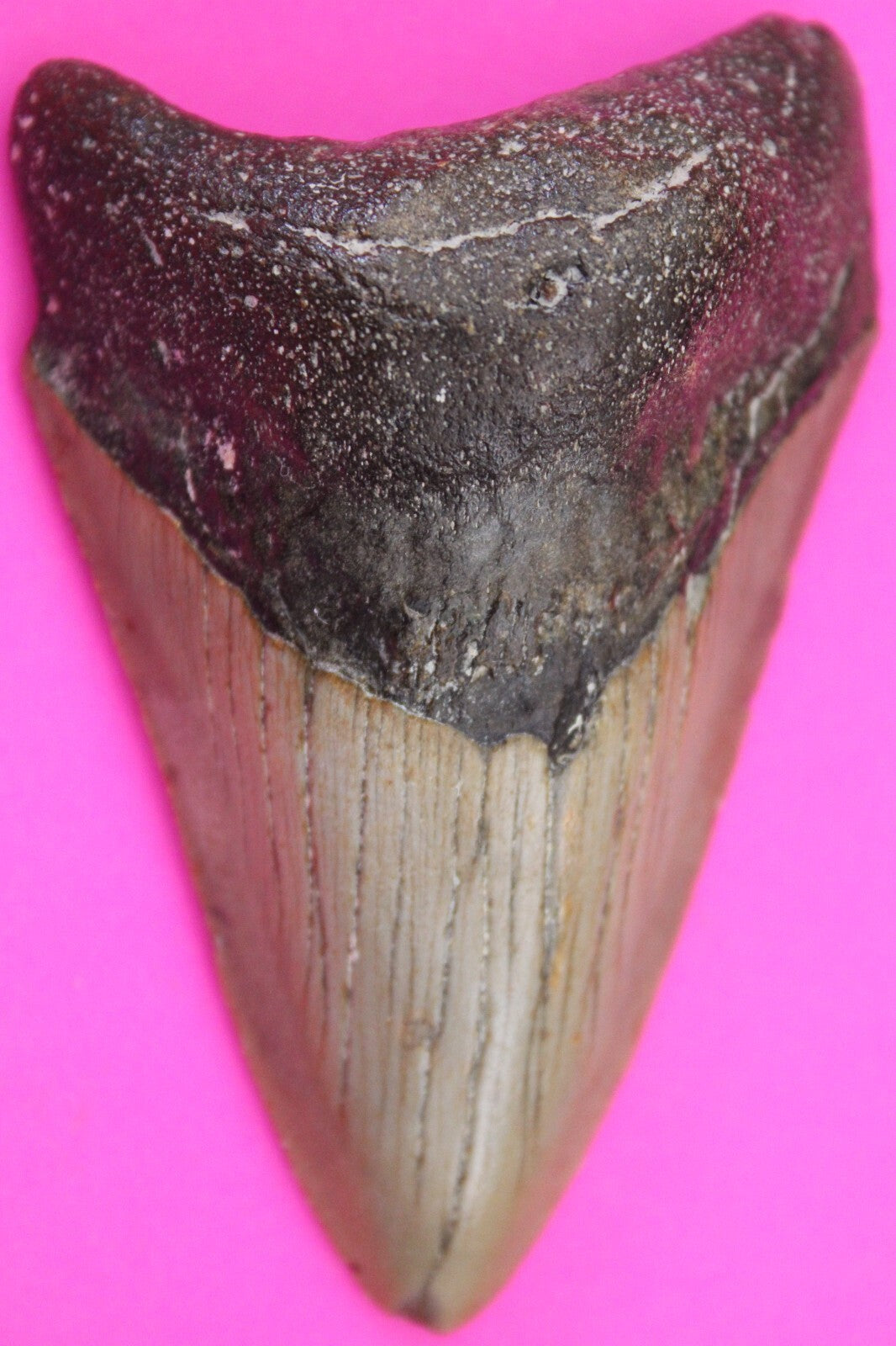 Authentic Megalodon Shark Tooth 3.21 Inches 69 Grams Fossil Dino Girl COA M41